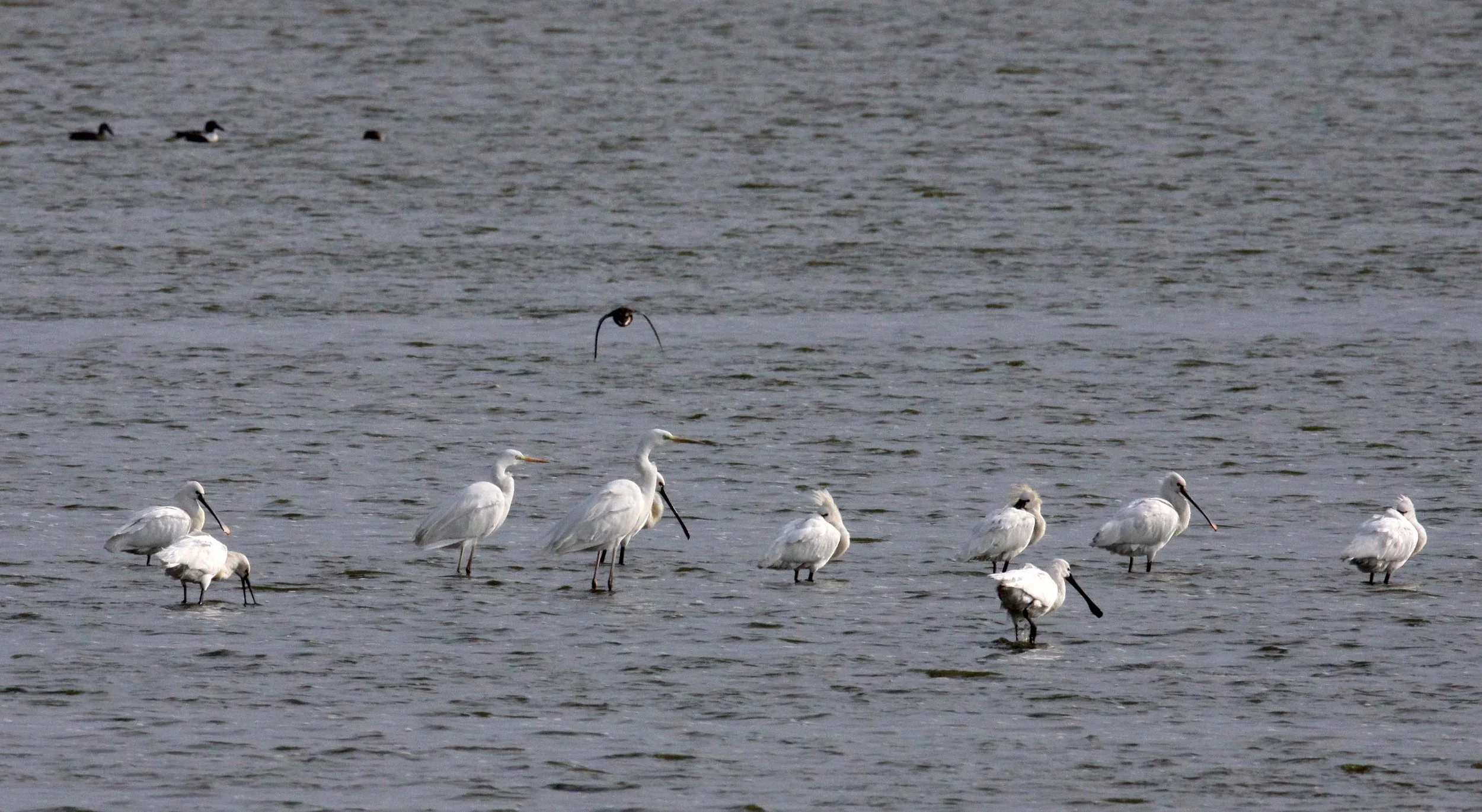 SPOONBILL - EURASIAN SPOONBILL - Platalea leucorodia - YANCHENG CHINA (15).JPG