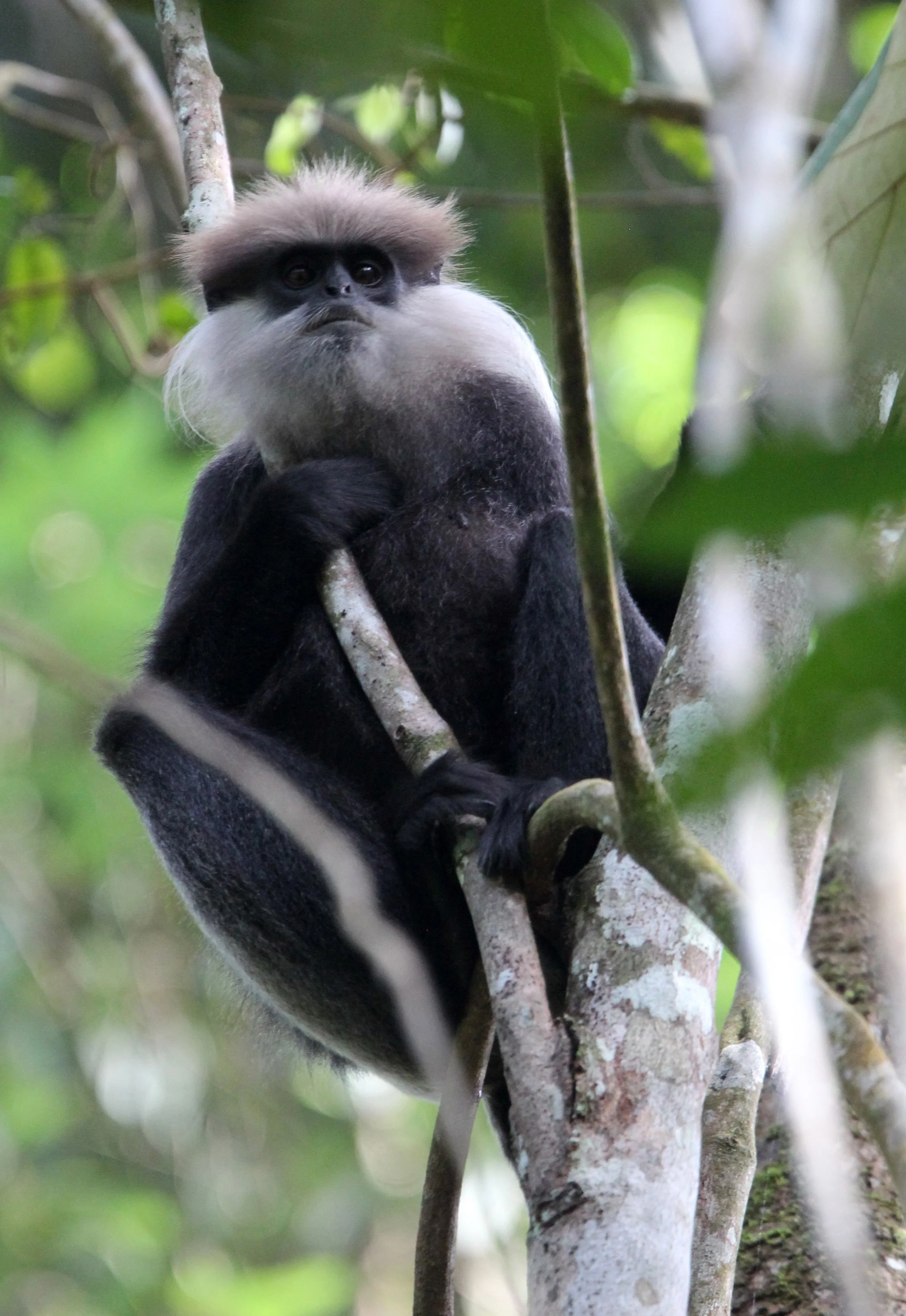 CERCOPITHECIDAE - Semnopithecus vetulus nestor - WET ZONE PURPLE-FACED LEAF MONKEY - SINGHARAJA NATIONAL PARK SRI LANKA (36).JPG