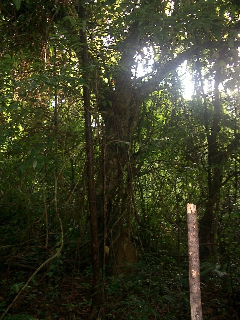 KOH LANTA - PROPERTY - 2004 (63).JPG