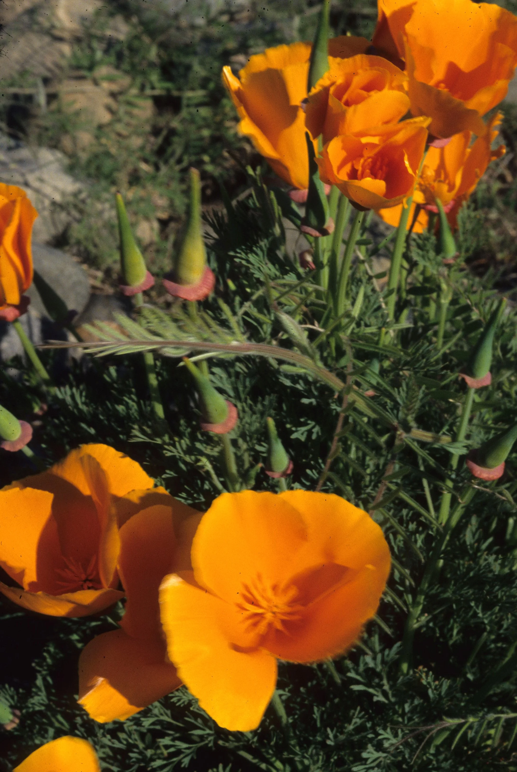 AMERICAN RIVER - ESCHSCHOLZIA CALIFORNICA - CALIFORNIA POPPY.jpg