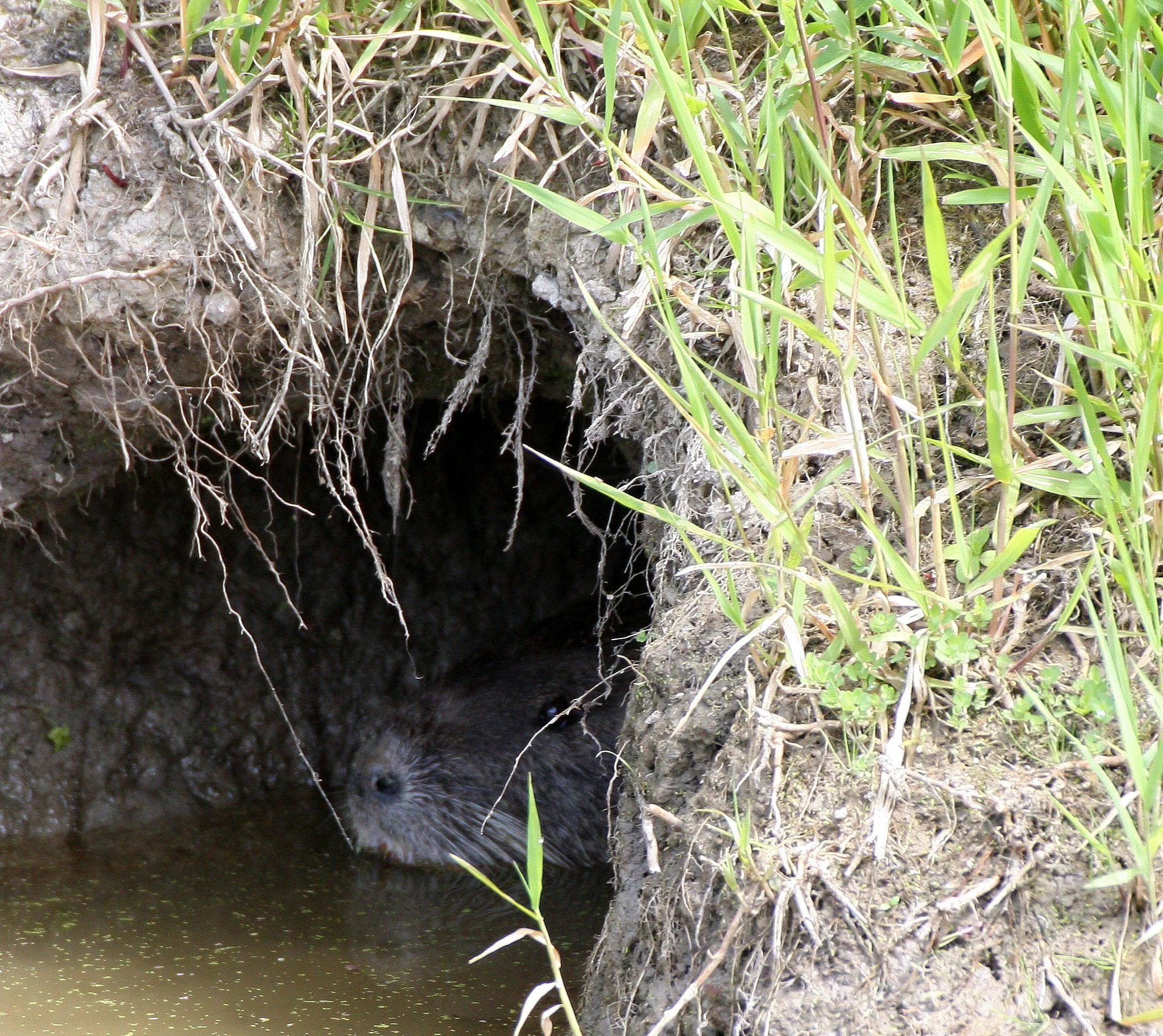 Myocastor coypus - NUTRIA - RIDGEFIELD NATIONAL WILDLIFE REFUGE WASHINGTON (9).JPG