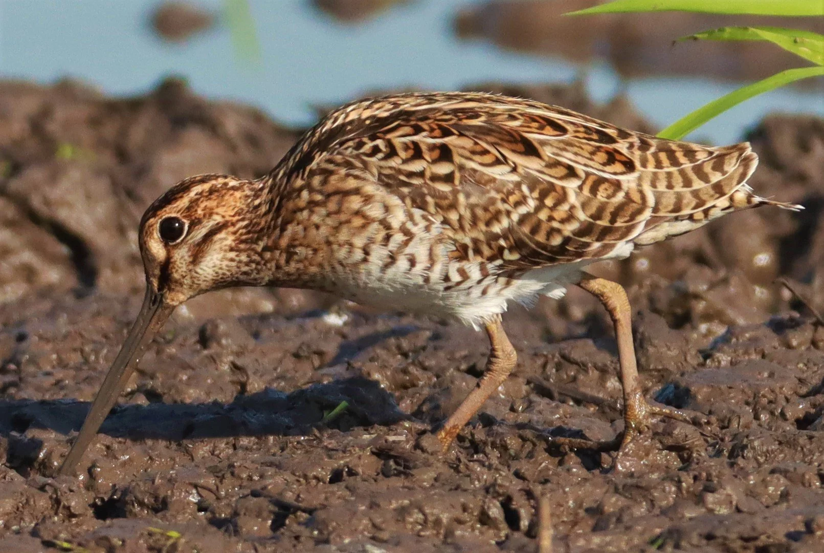 SNIPE - PINTAIL SNIPE - Gallinago stenura - PATHUM THANI RICE RESEARCH CENTER AUGUST 24 2021 (228).jpg