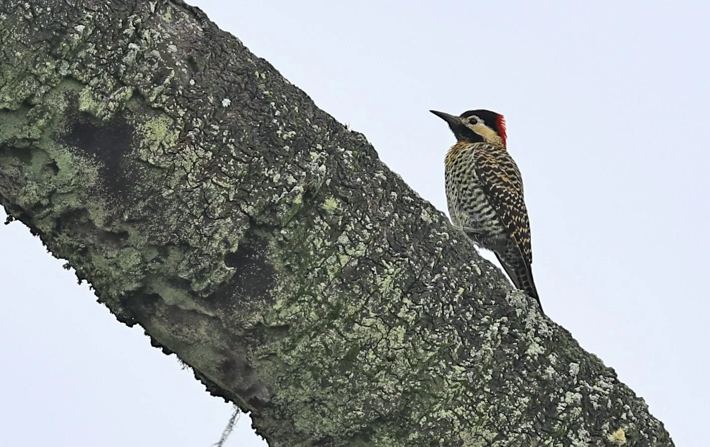 Green-barred Woodpecker (Colaptes melanochloros) El Palmar National Park, Entre Rios, Argentina (2).jpg