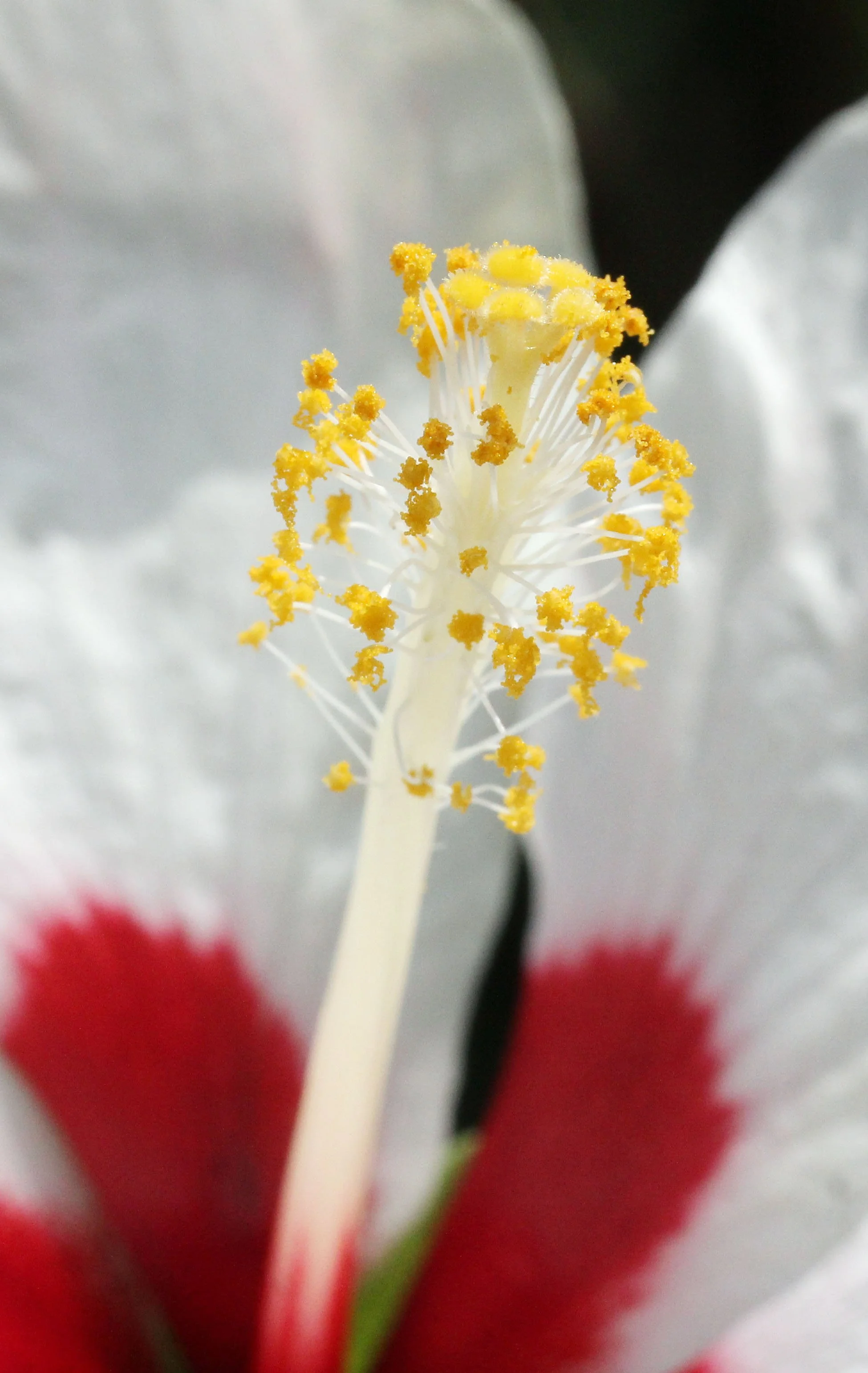 2015 Koh Lanta October Break Trip  (103).JPG