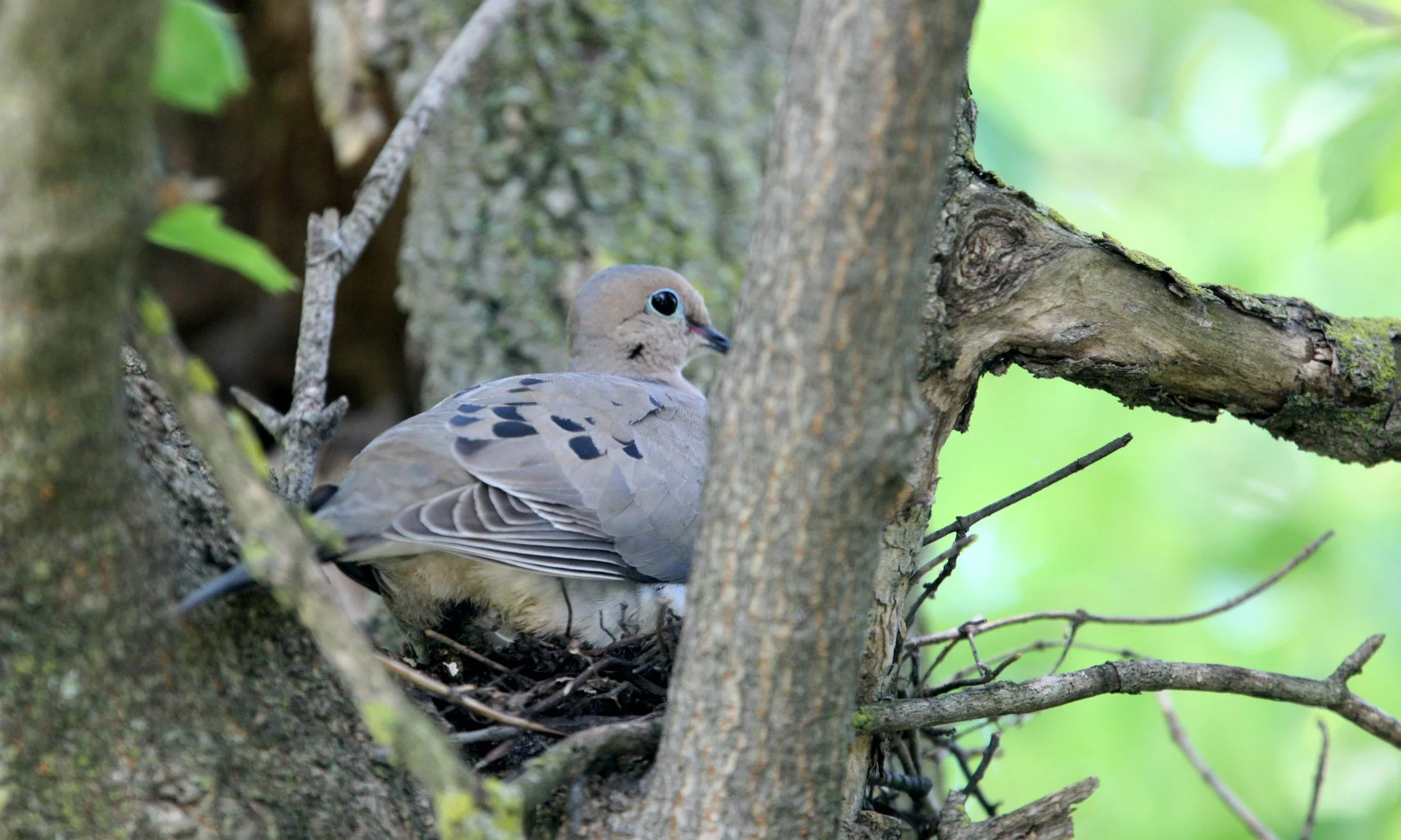 Mourning Dove (Zenaida macroura) Lincoln Marsh Wheaton Illinois.JPG