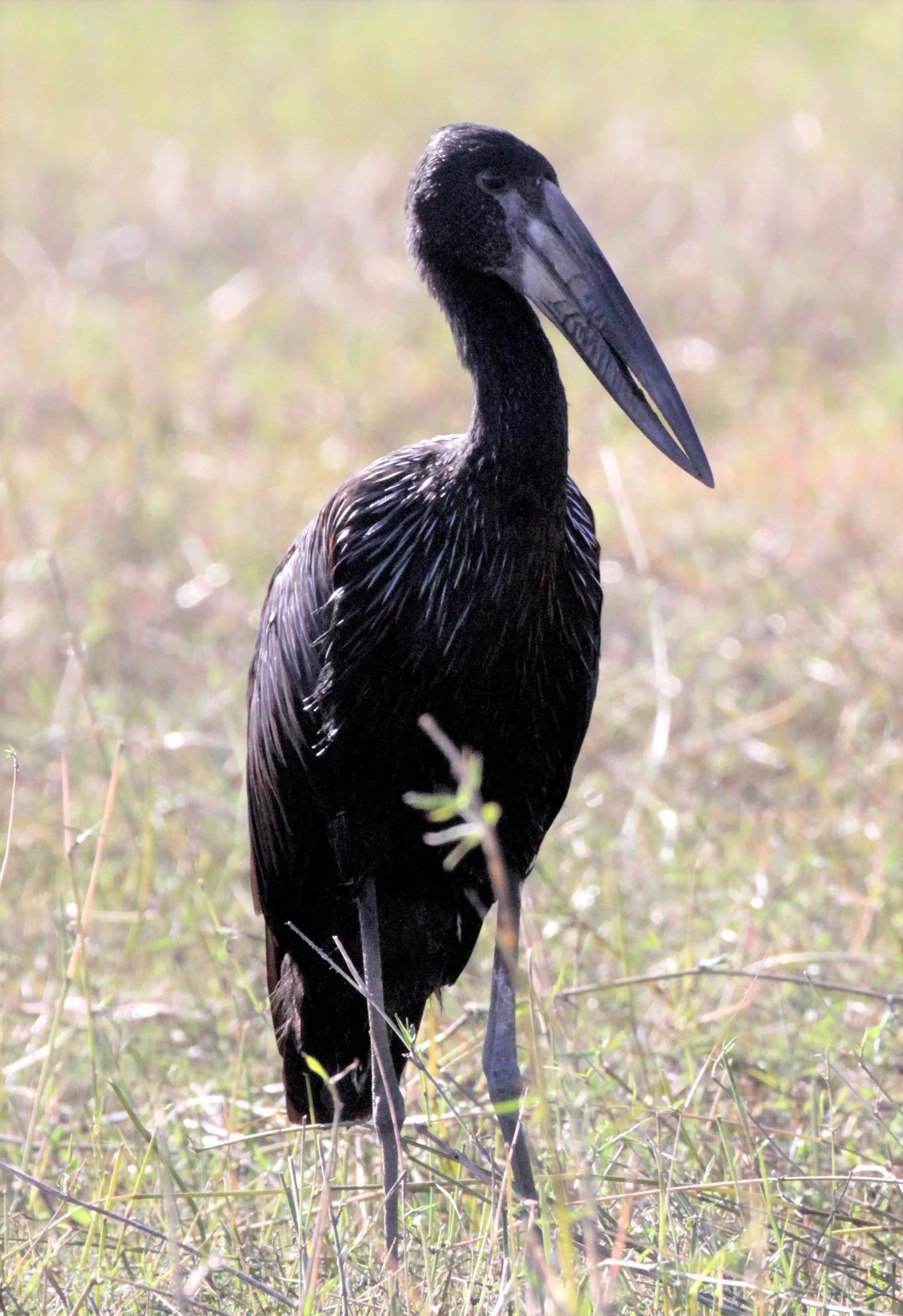 STORK - AFRICAN OPENBILL STORK - Anastomus lamelligerus - CHOBE NATIONAL PARK BOTSWANA (6)a.jpg