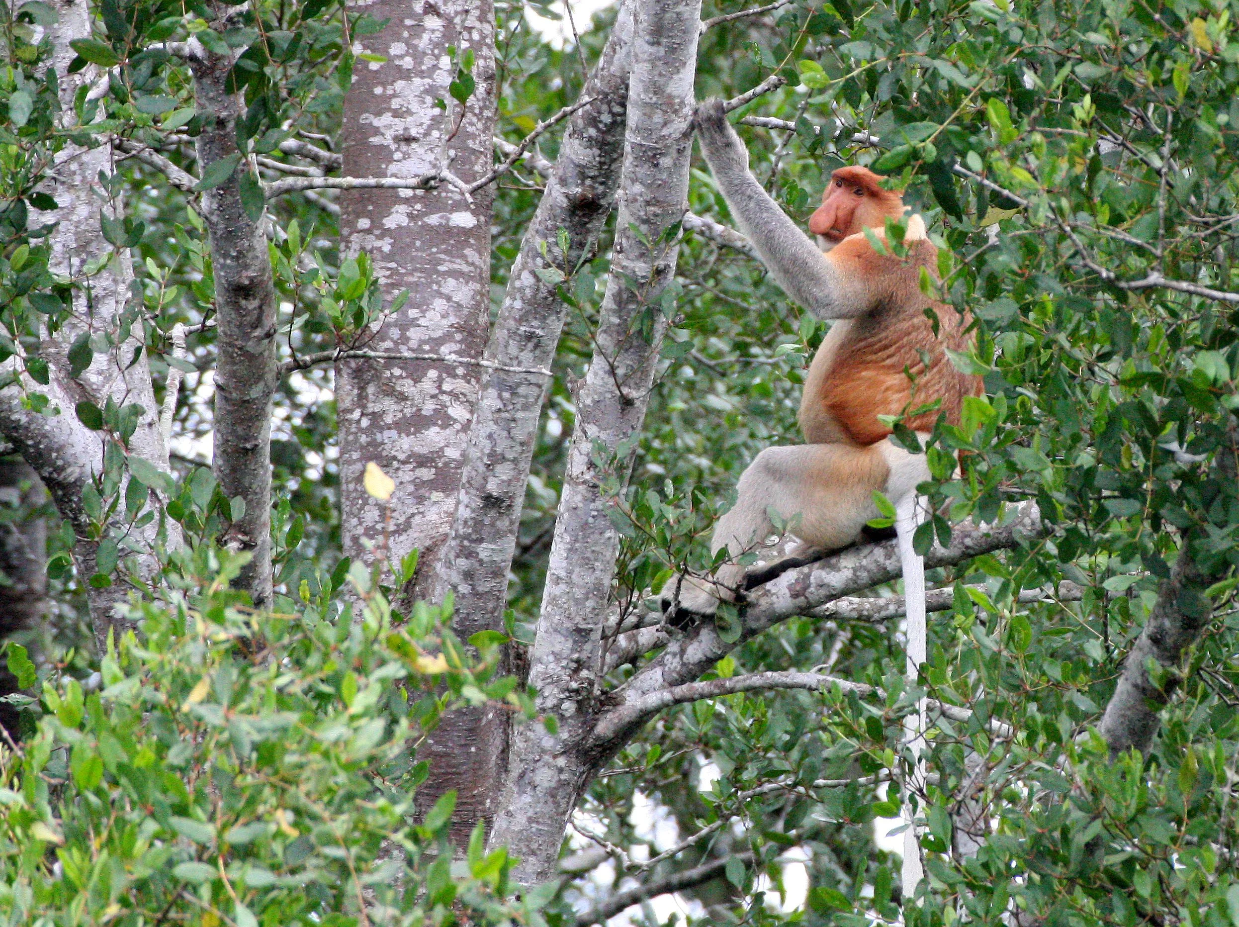 CERCOPITHECIDAE - Nasalis larvatus - PROBOSCIS MONKEY - KINABATANGAN RIVER BORNEO  (2).JPG