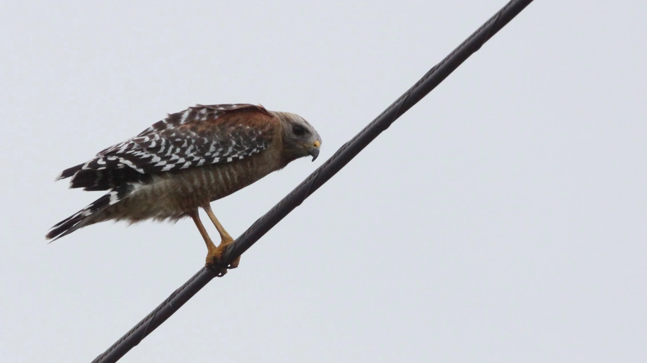 Buteo lineatus - RED-SHOULDERED HAWK - ARCATA BOTTOMLANDS CALIFORNIA (5).JPG