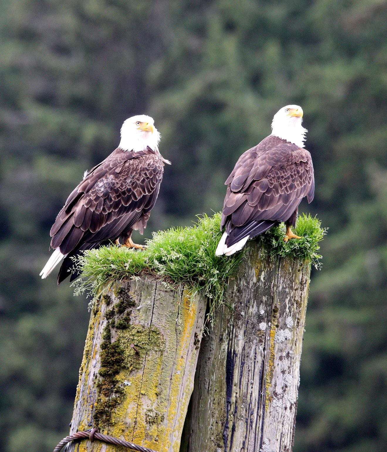 Haliaeetus leucocephalus - AMERICAN BALD EAGLE - KNIGHT INLET BRITISH COLUMBIA (63).JPG