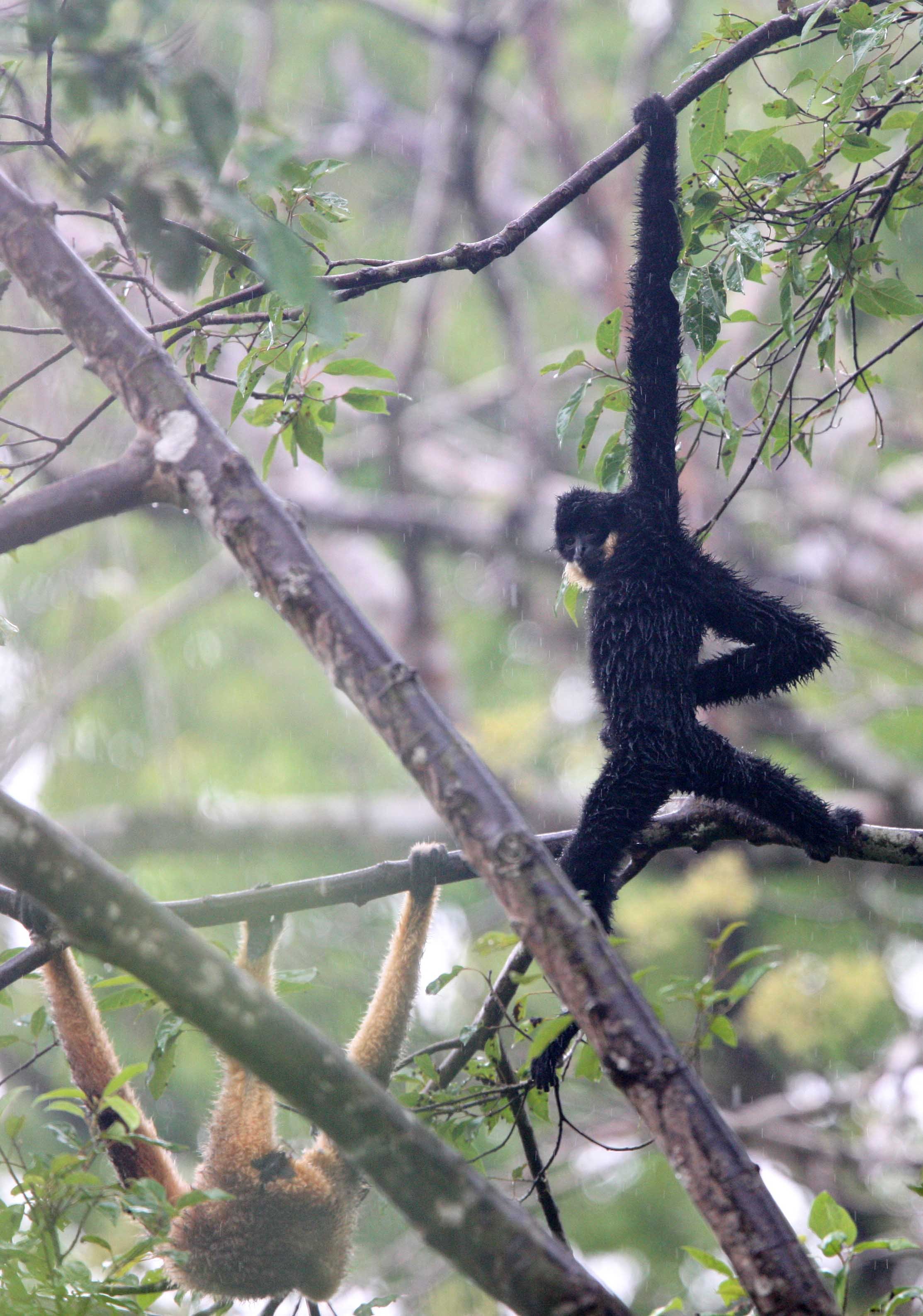 HYLOBATIDAE - Nomascus gabriellae - SOUTHERN YELLOW-CHEEKED CRESTED GIBBON - CAT TIEN NATIONAL PARK VIET NAM (66).JPG