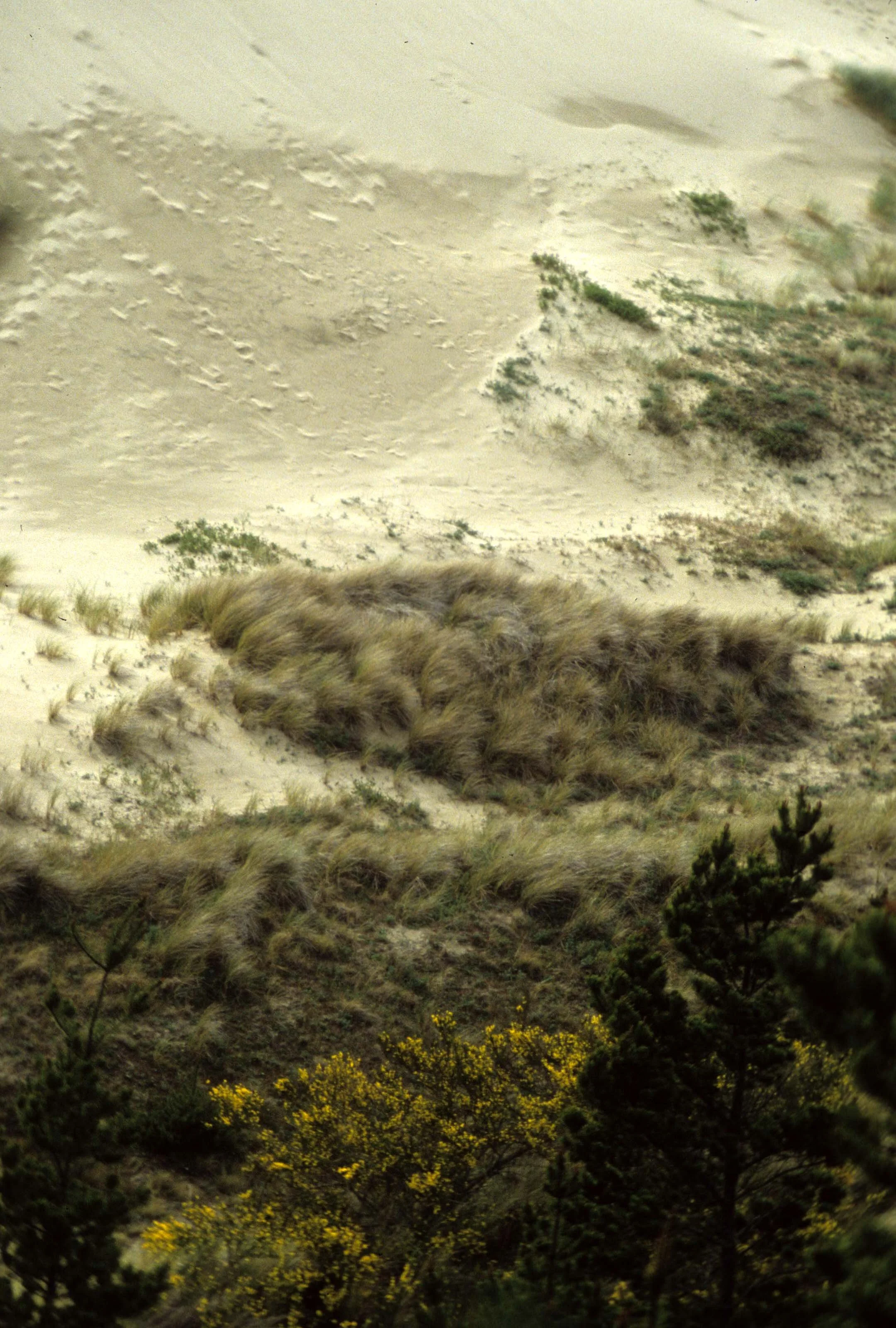 OREGON - OREGON DUNES NS (3).jpg