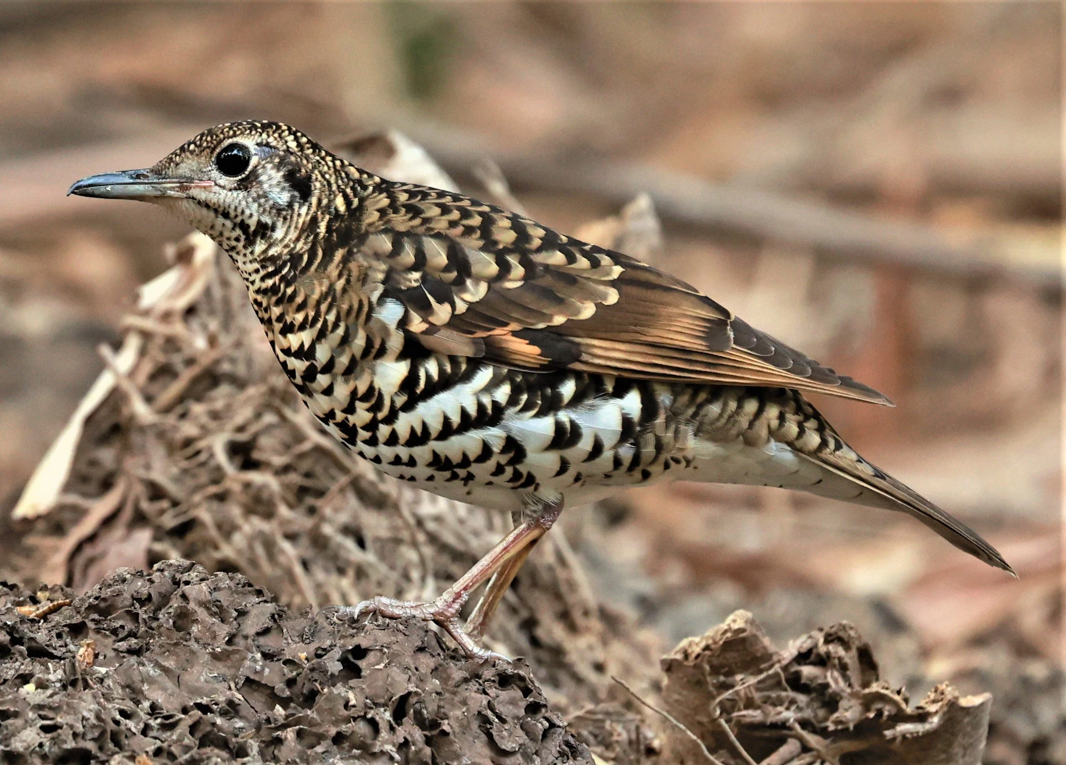 White's Thrush (Zoothera aurea) Putthamonthon Park Nakhon Pathom Thailand (145).jpg