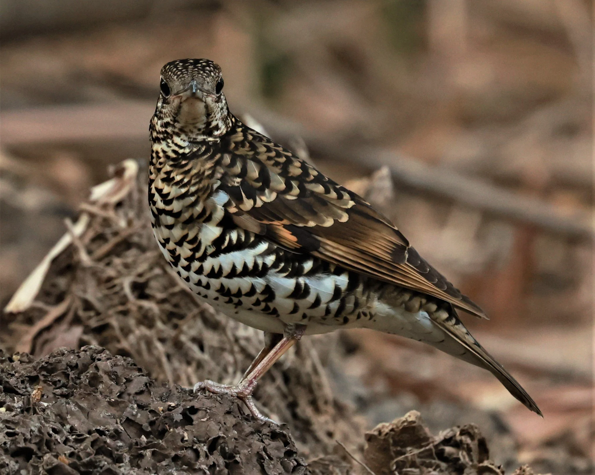 White's Thrush (Zoothera aurea) Putthamonthon Park Nakhon Pathom Thailand (111).jpg