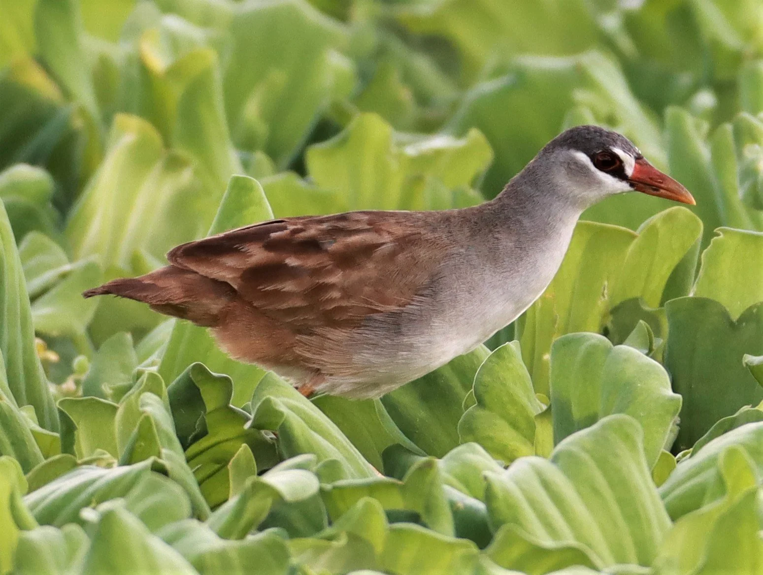 White-browed Crake (Porzana cinerea) Khon Kaen Sewage Treatment Plant (17).jpg