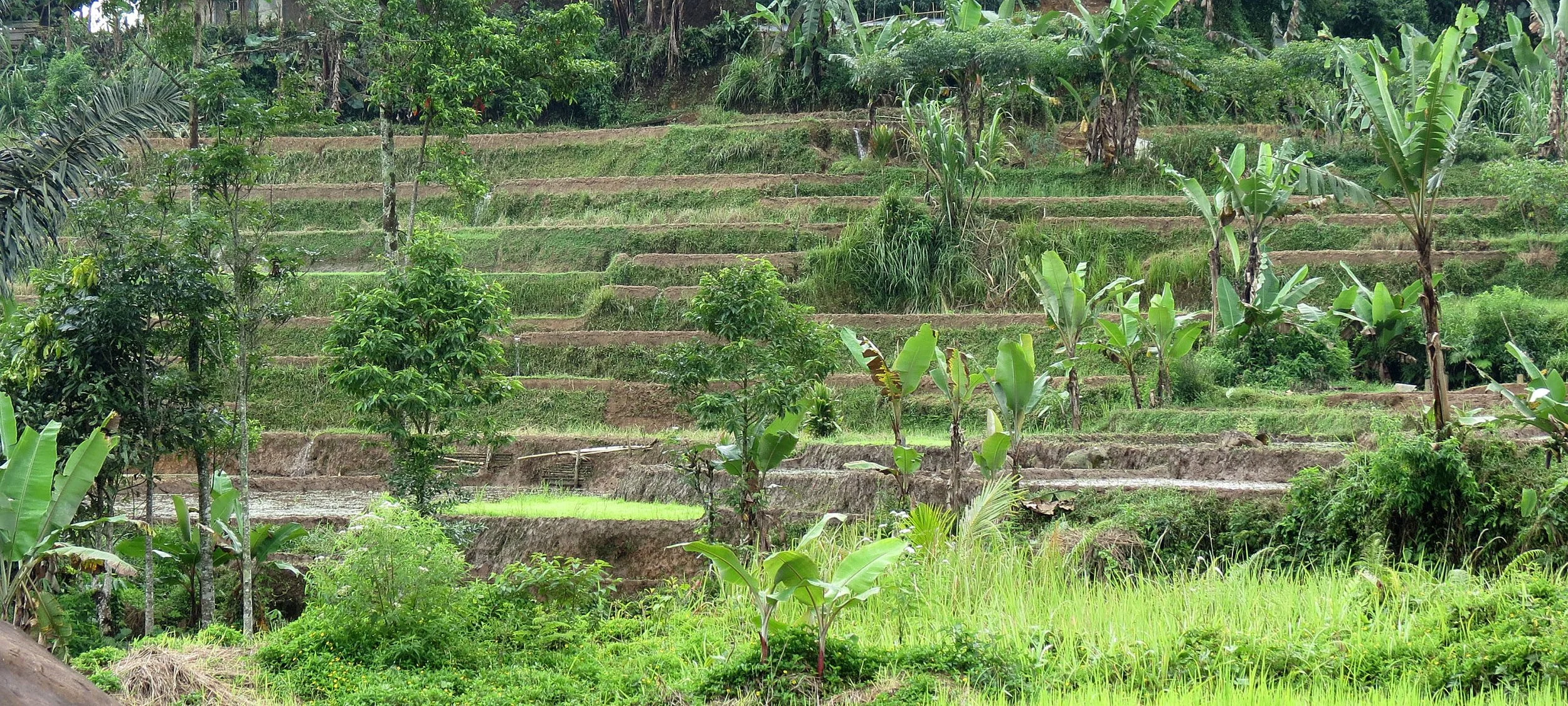 HALIMUN  NATIONAL PARK - JAVA BARAT INDONESIA (45).JPG