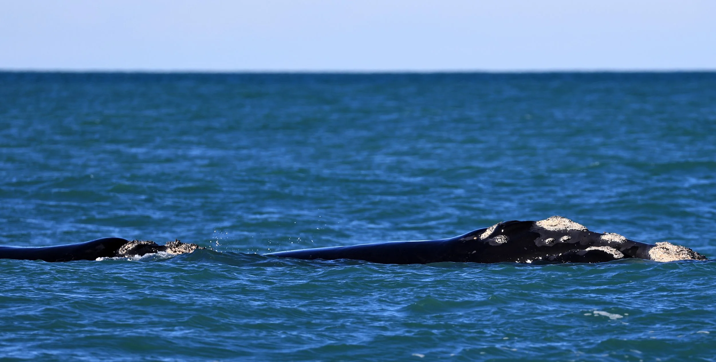 Southern Right Whale (Eubalaena australis) Puerto Rawson Argentina (8).jpg