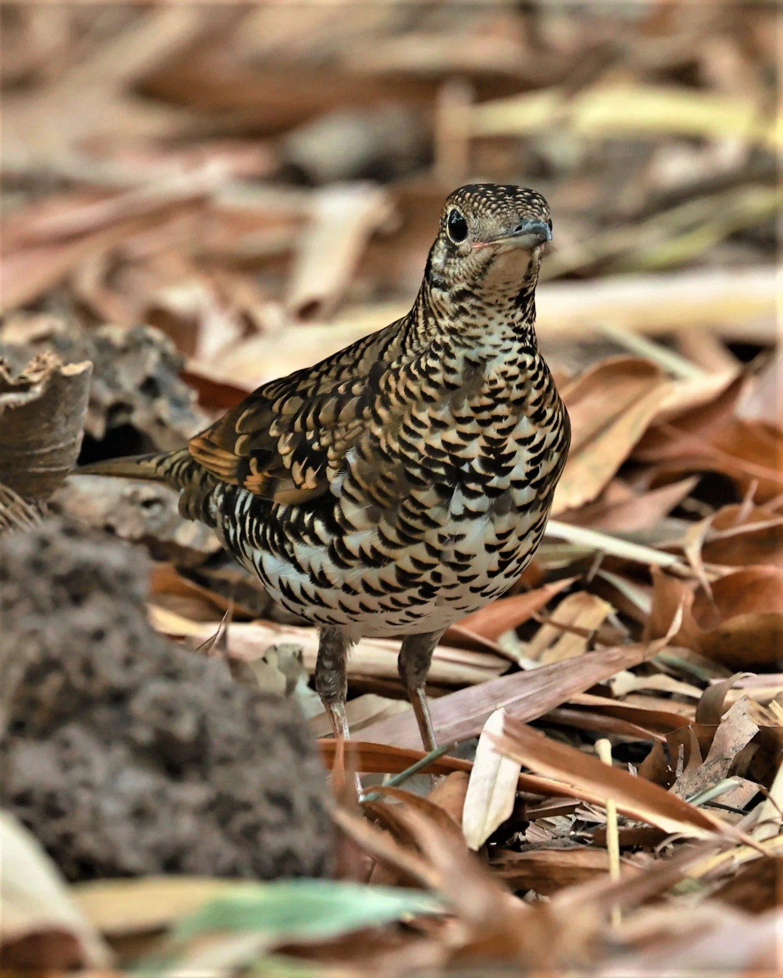 White's Thrush (Zoothera aurea) Putthamonthon Park Nakhon Pathom Thailand (194).jpg