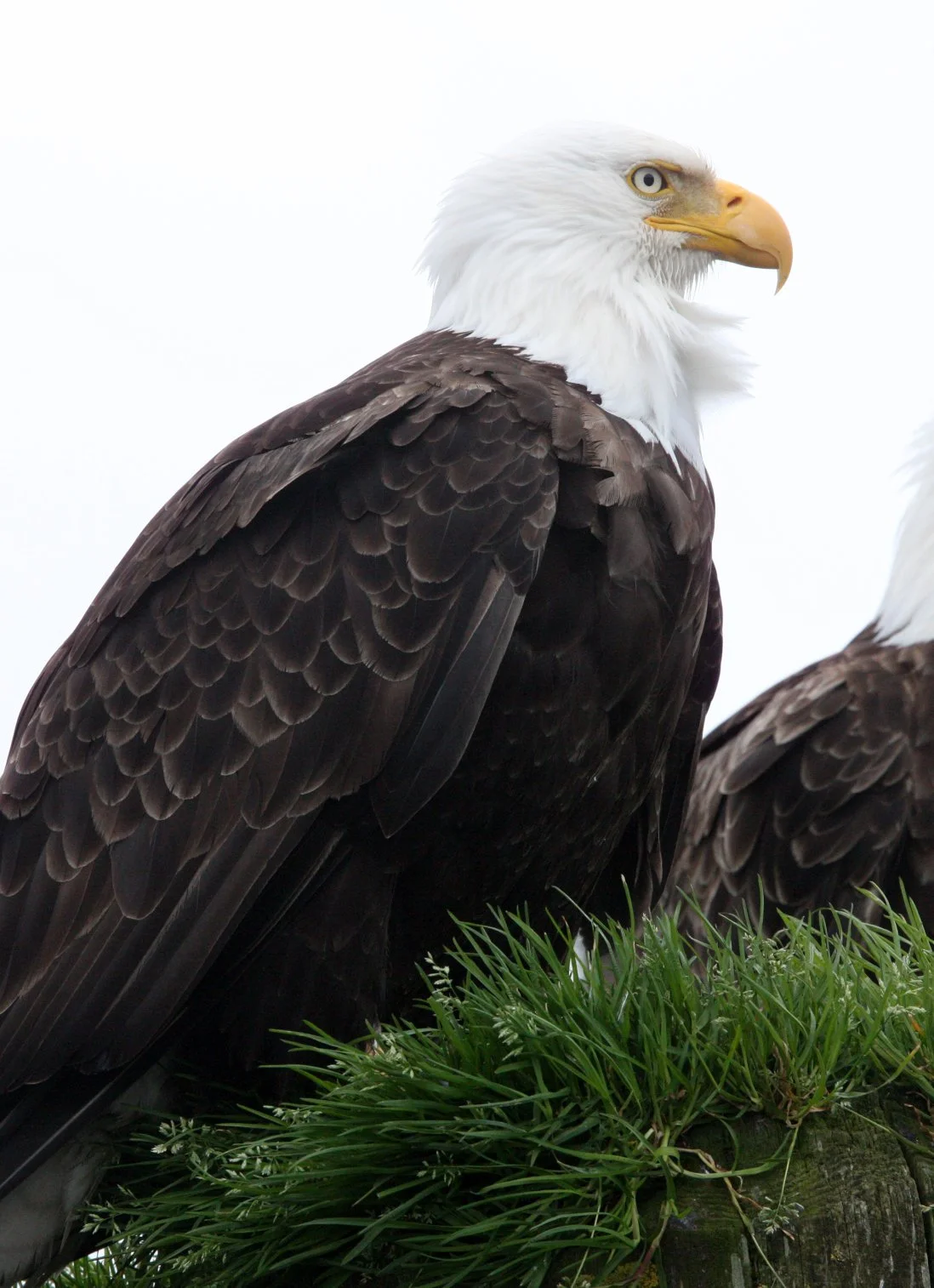 Haliaeetus leucocephalus - AMERICAN BALD EAGLE - KNIGHT INLET BRITISH COLUMBIA (90).JPG