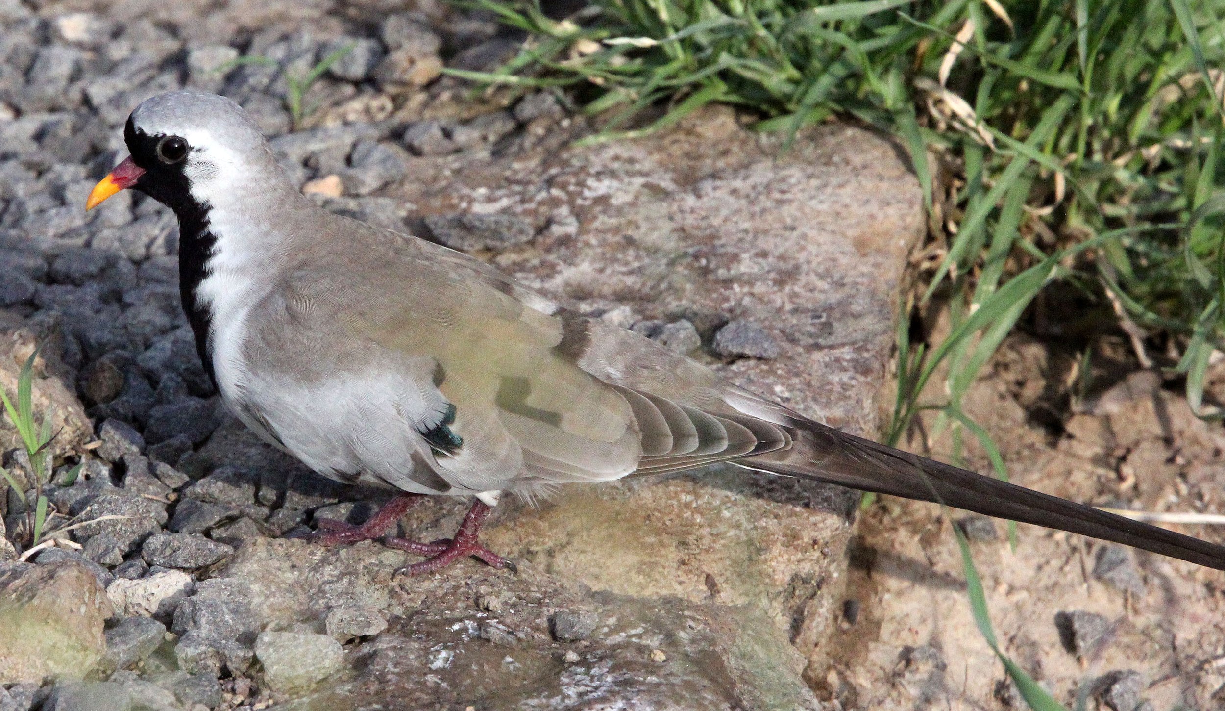 Namaqua Dove (Oena capensis) Ali Dege Plains Ethiopia (3).JPG