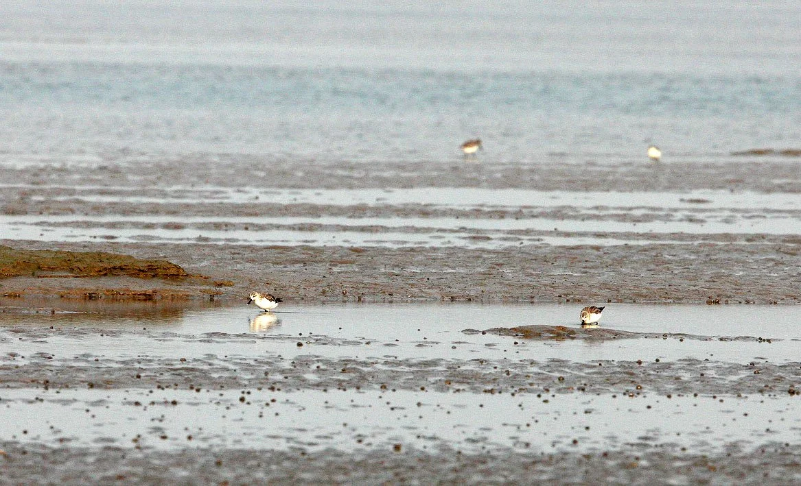 BIRD - SANDPIPER - SPOON-BILLED SANDPIPER - WITH SAUNDERS'S GULL - NANKOU, RUDONG, CHINA (4).JPG