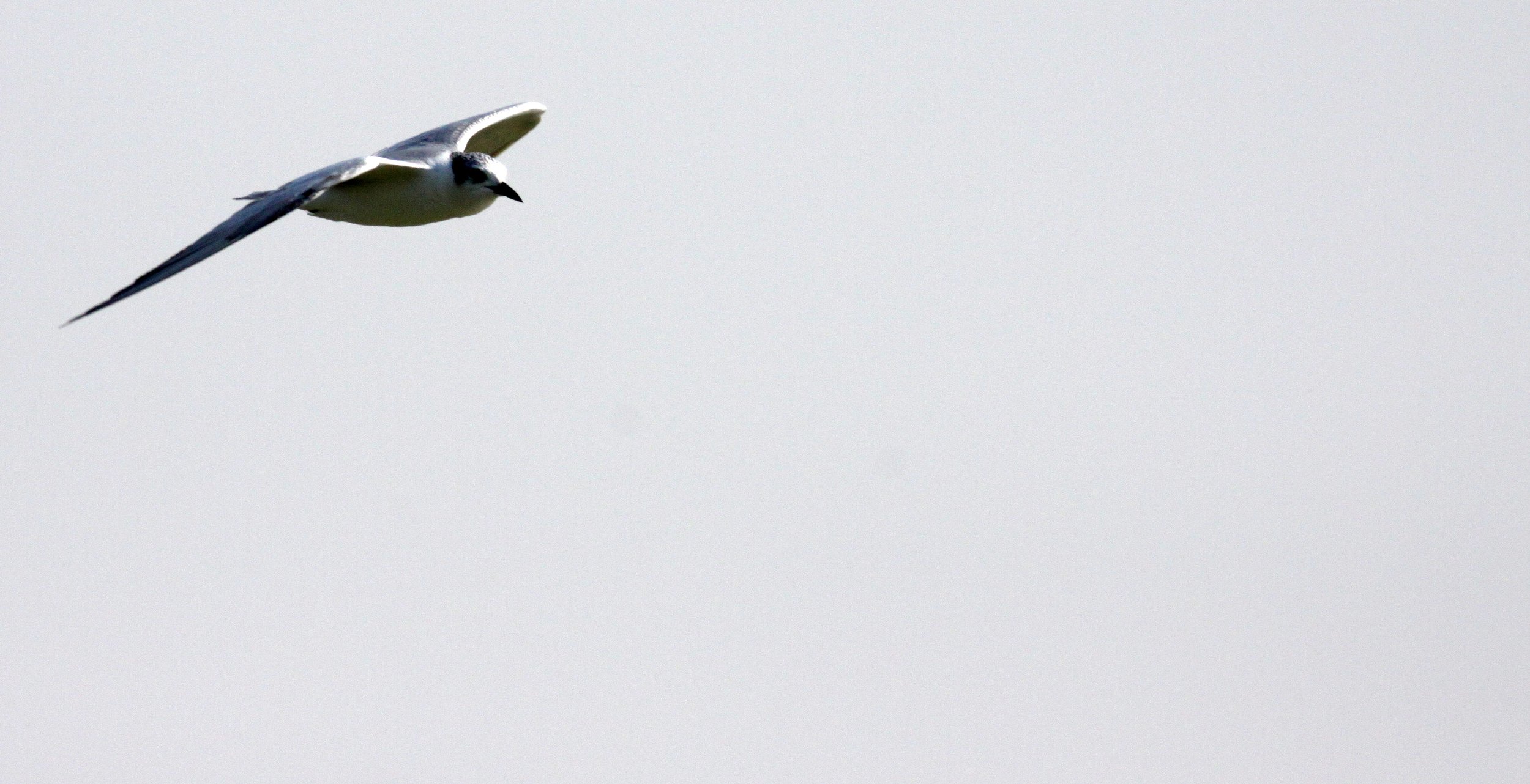 BIRD - TERN - WHISKERED TERN - LITTLE RANN OF KUTCH GUJARAT INDIA (1).JPG