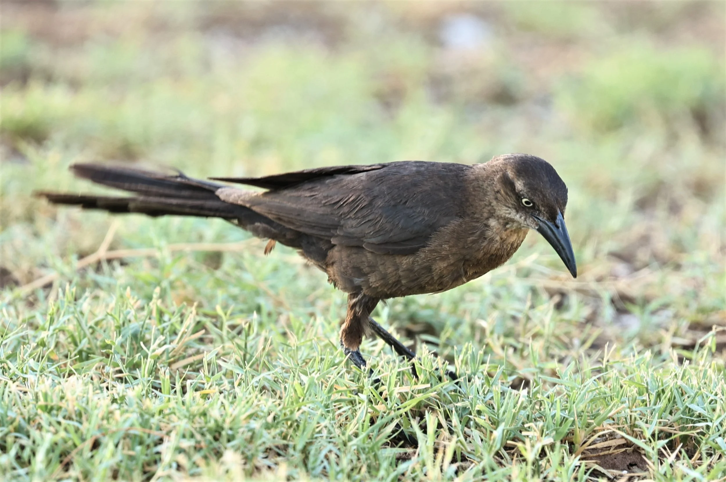 Great-tailed Grackle (Quiscalus mexicanus) Lake Carlsbad State Park New Mexico (1).jpg