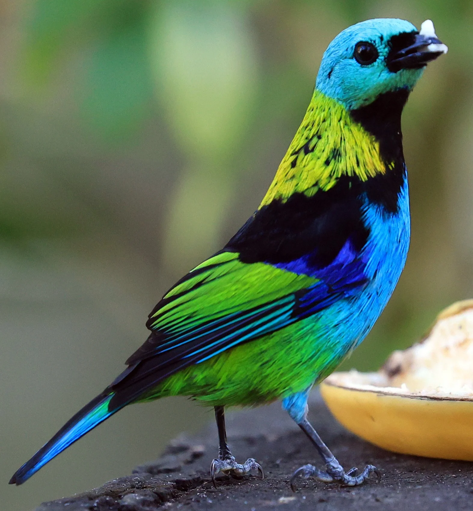 Green-headed Tanager (Tangara seledon)  Superagui National Park, Brazil (246).jpg