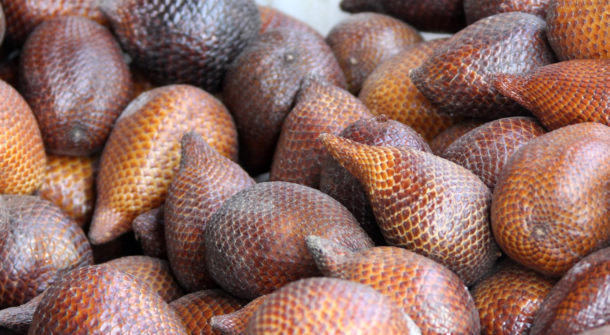 GORONTALO SULAWESI INDONESIA (8).JPG