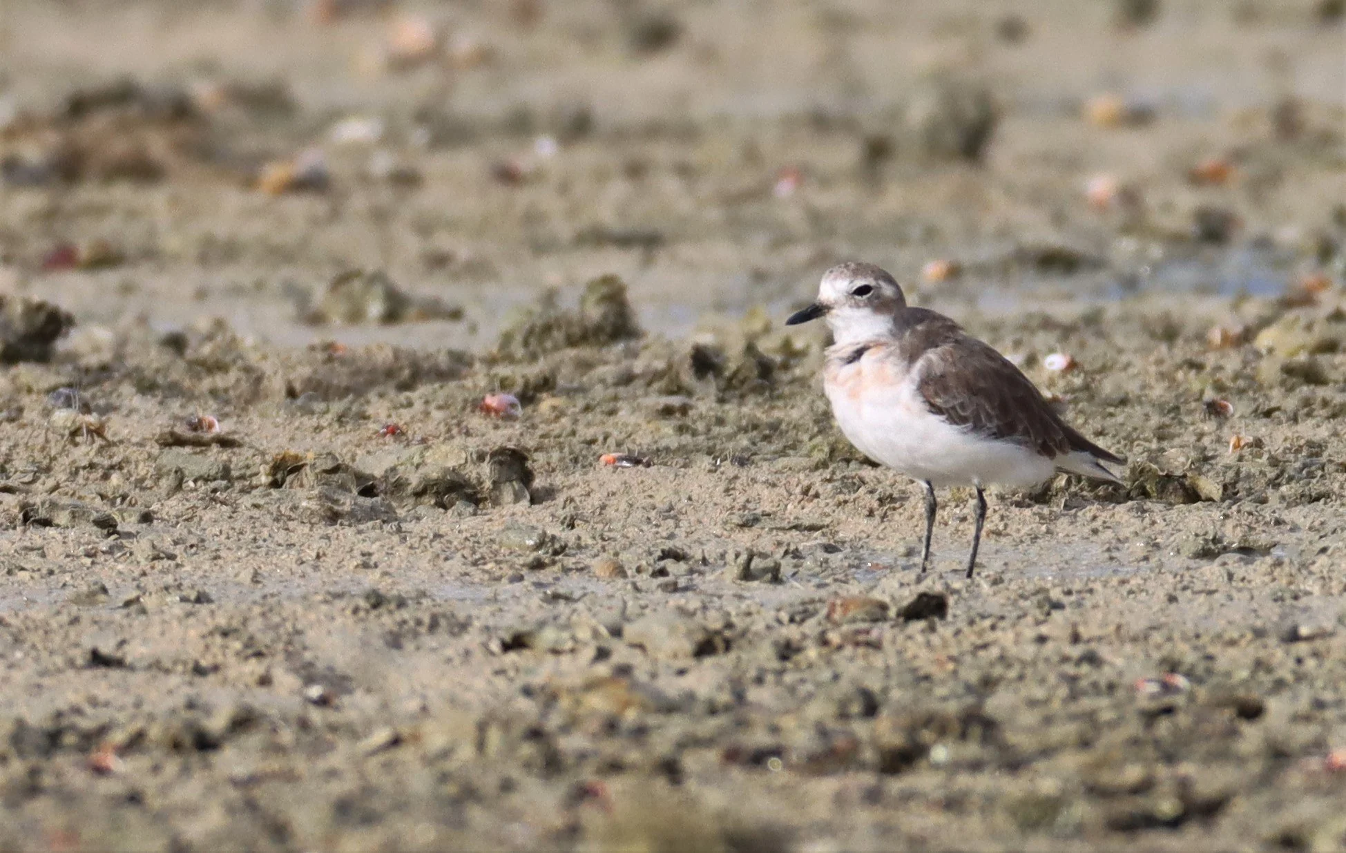 PLOVER - GREATER SAND-PLOVER -Charadrius leschenaultii - LAEM PAKARAM PHANG NGA PROVINCE 2021 (2).jpg