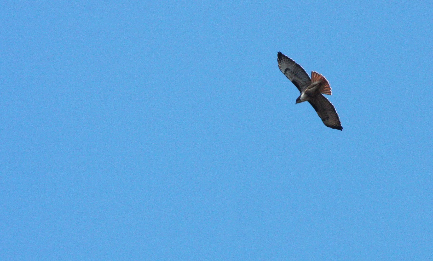 Buteo jamaicensis - RED-TAILED HAWK - LAKE FARM TRAILS (5).JPG