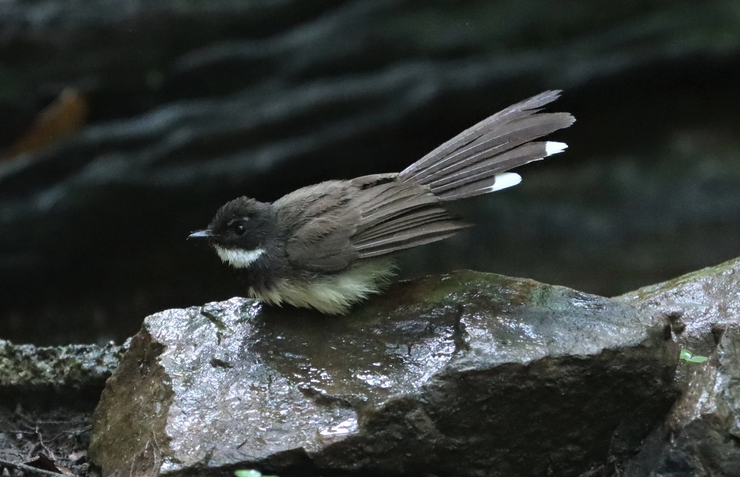 FANTAIL - PIED FANTAIL -Rhipidura javanica - KAENG KRACHAN LUNG SIN HIDE (9).jpg