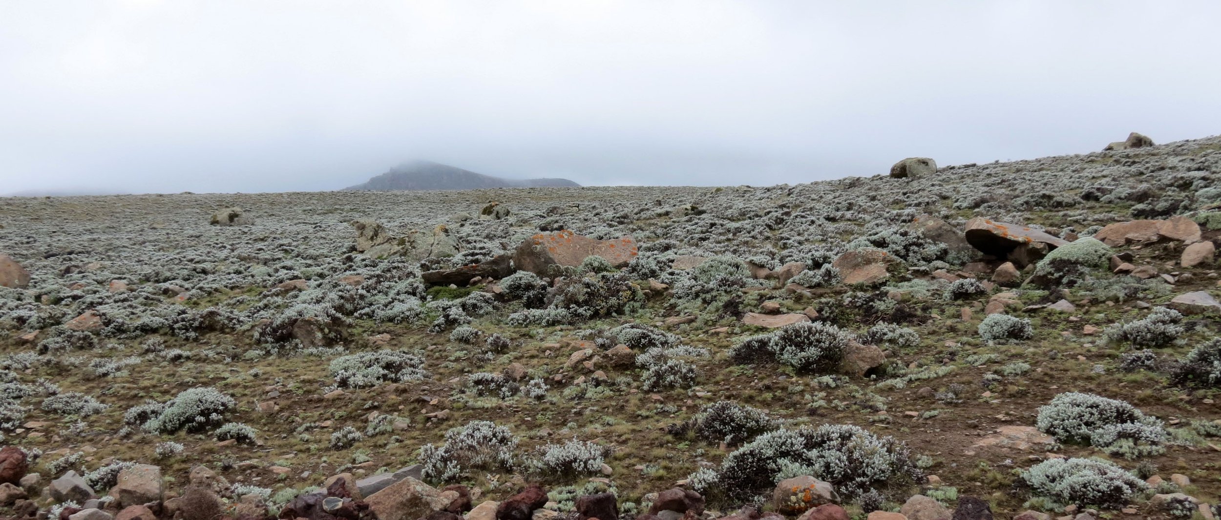 BALE MOUNTAINS NATIONAL PARK - SANETTI PLATEAU - ETHIOPIA (41).JPG