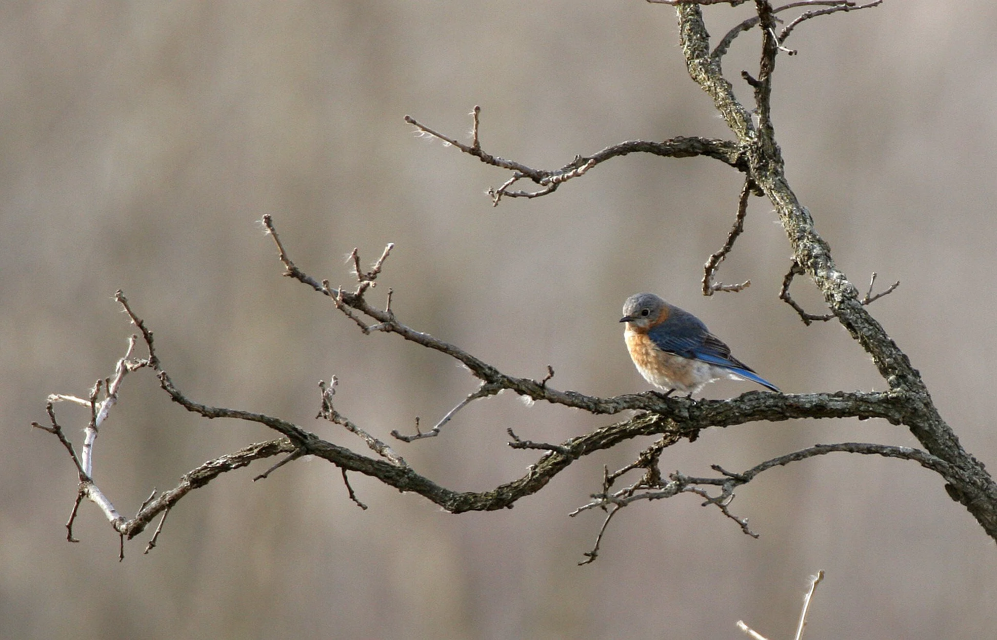 Eastern Bluebird (Sialia sialis) Lincoln Marsh Wheaton Illinois (33).JPG