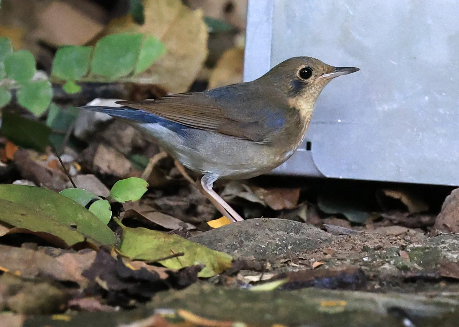 Siberian Blue Robin (Larvivora cyane) Kaeng Krachan National Park ESS Expedition 2026 (2).jpg