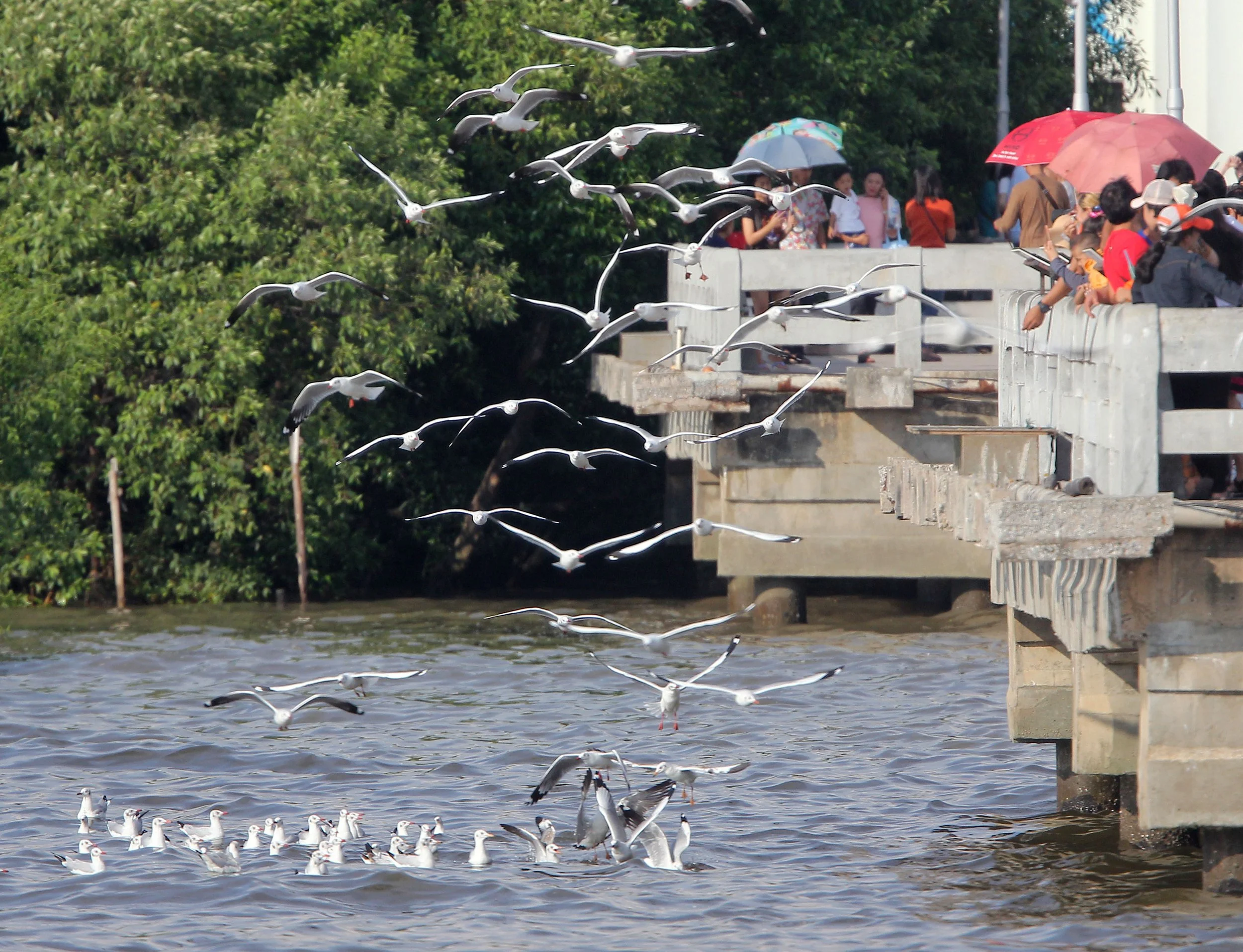 GULL - BROWN HEADED GULL - Larus brunnicephalus - BANG PU NATURE RESERVE THAILAND (80).JPG