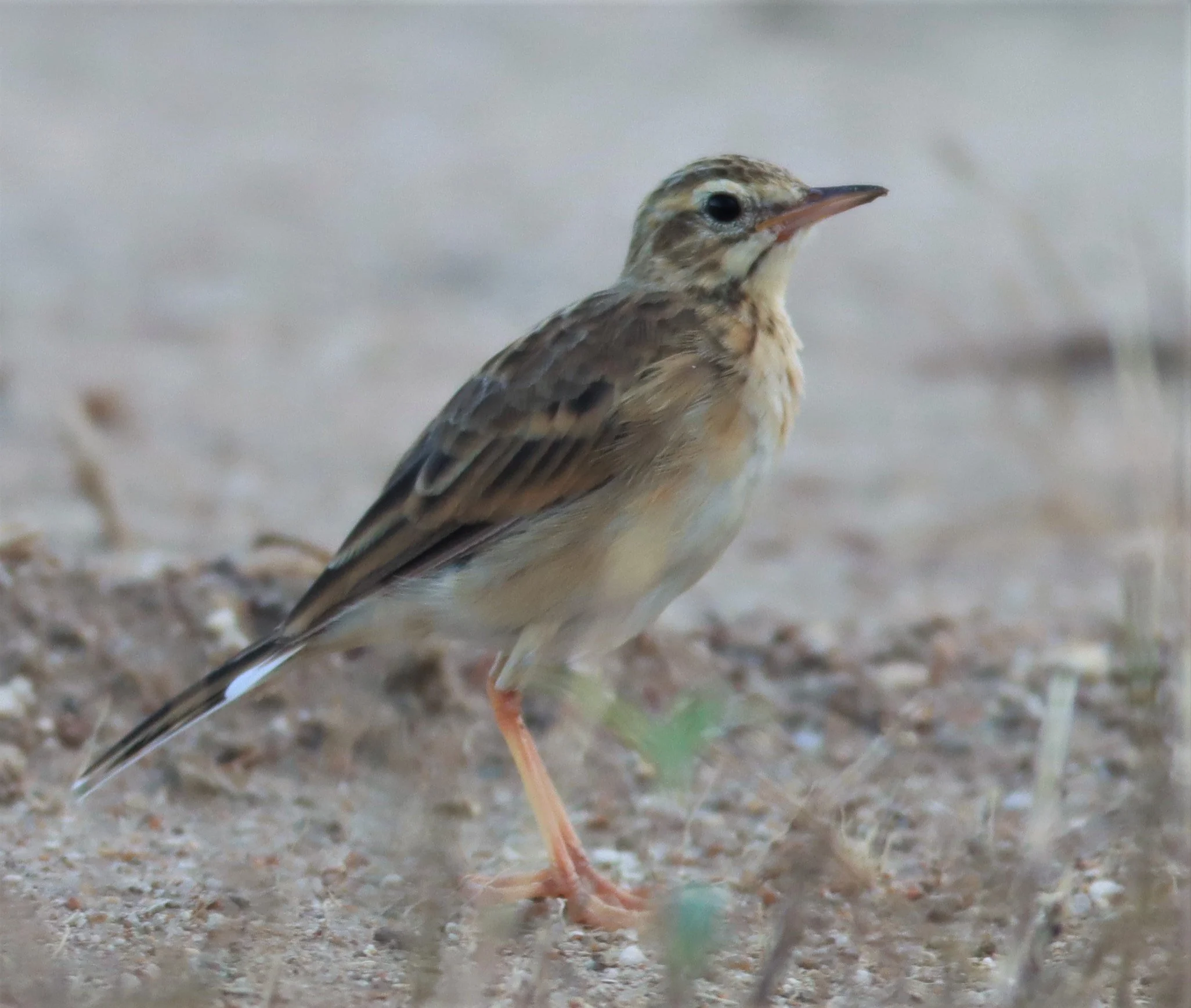 Paddyfield Pipit (Anthus rufulus) PRACHUAP KHIRI KHAN AREA (2).jpg