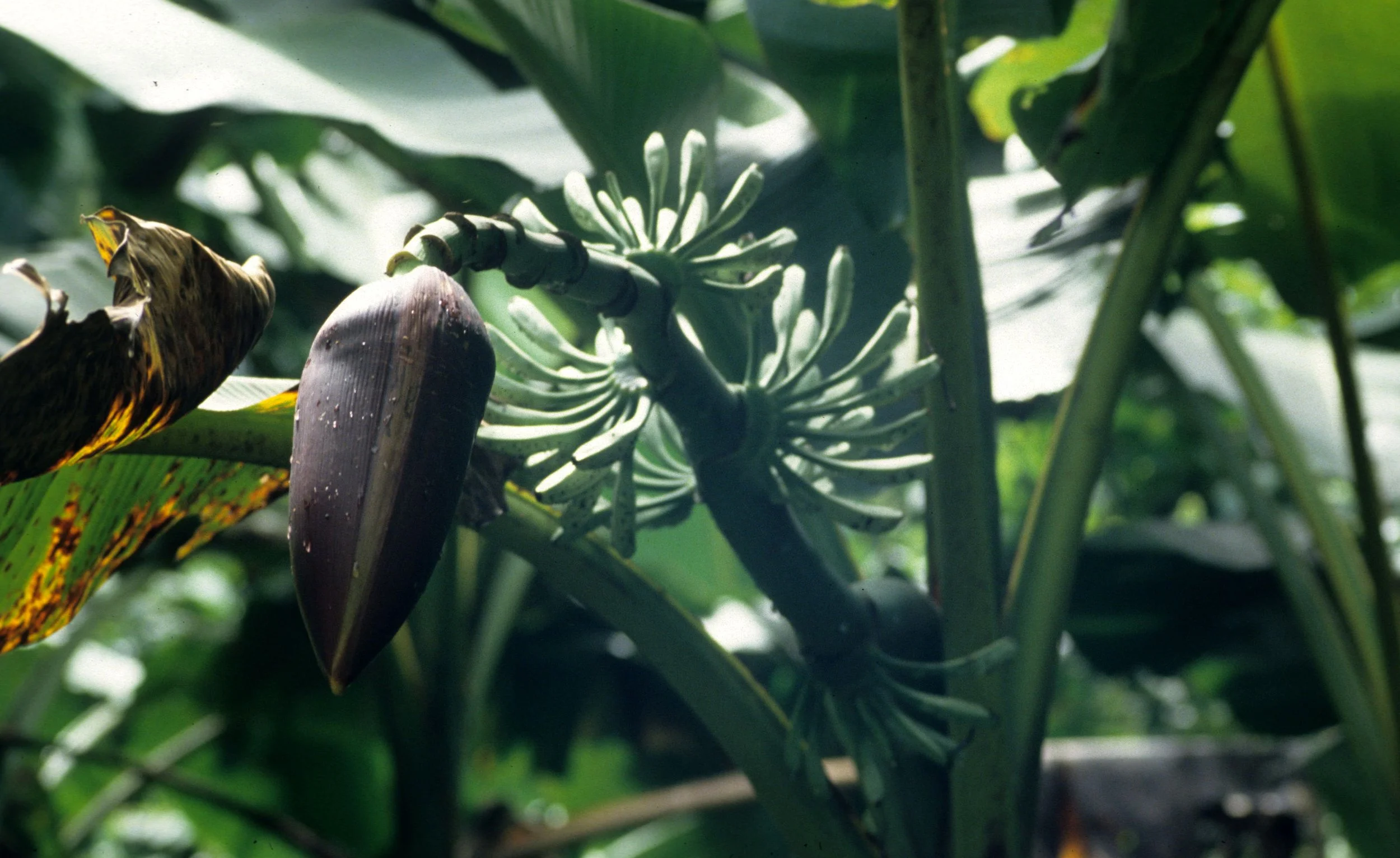 HUE - BANANA.jpg