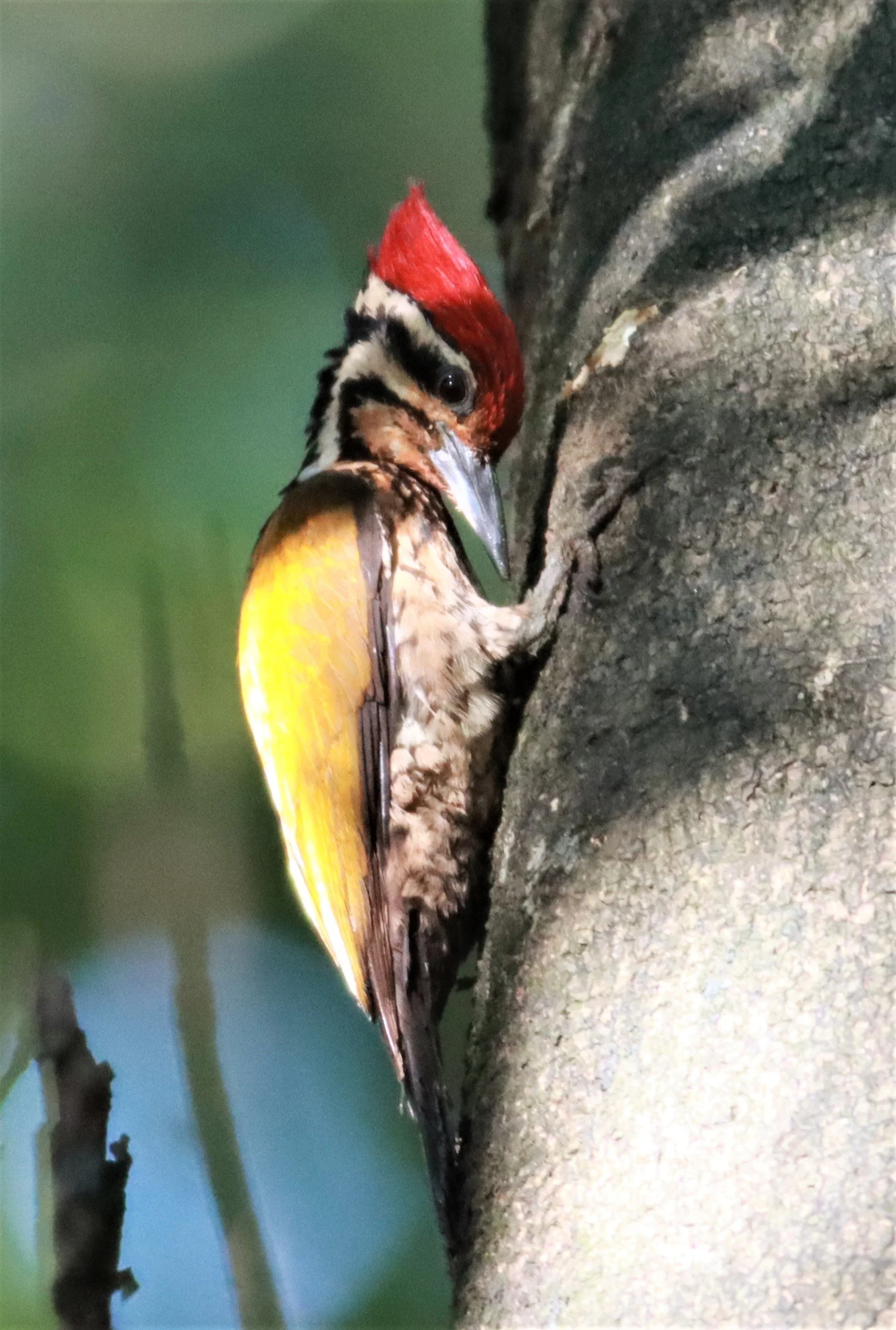 WOODPECKER - COMMON FLAMEBACK - Dinopium javenense - AO PHANG NGA NATIONAL PARK AREA (38).jpg