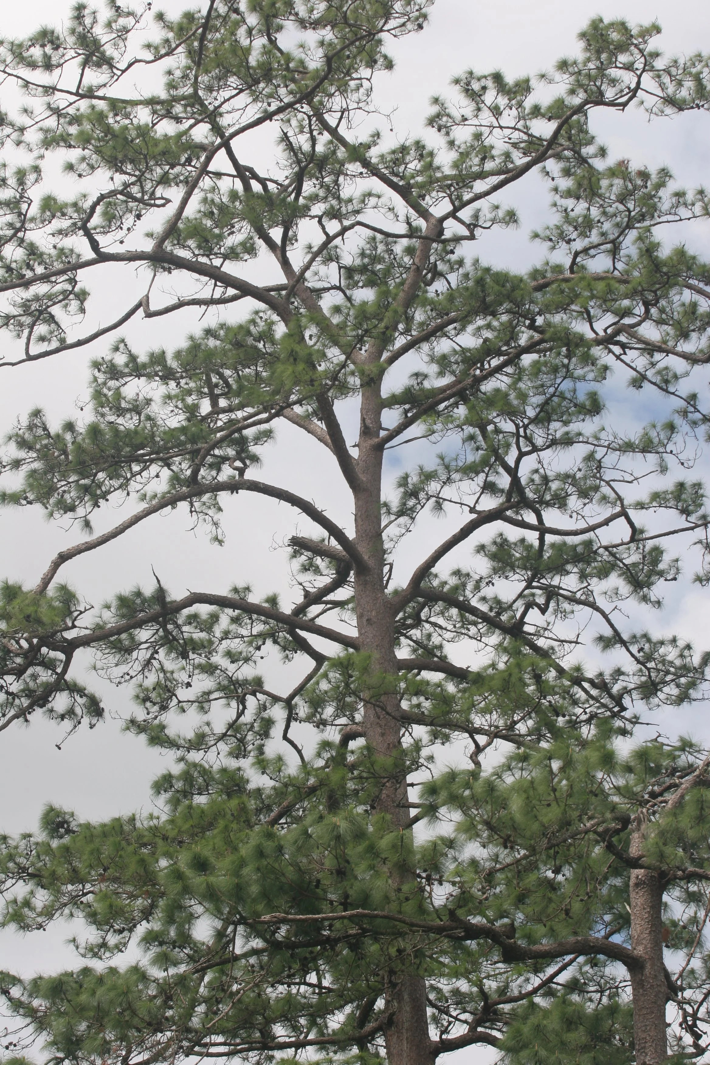 NAM NAO NP - PLANTS (13).jpg