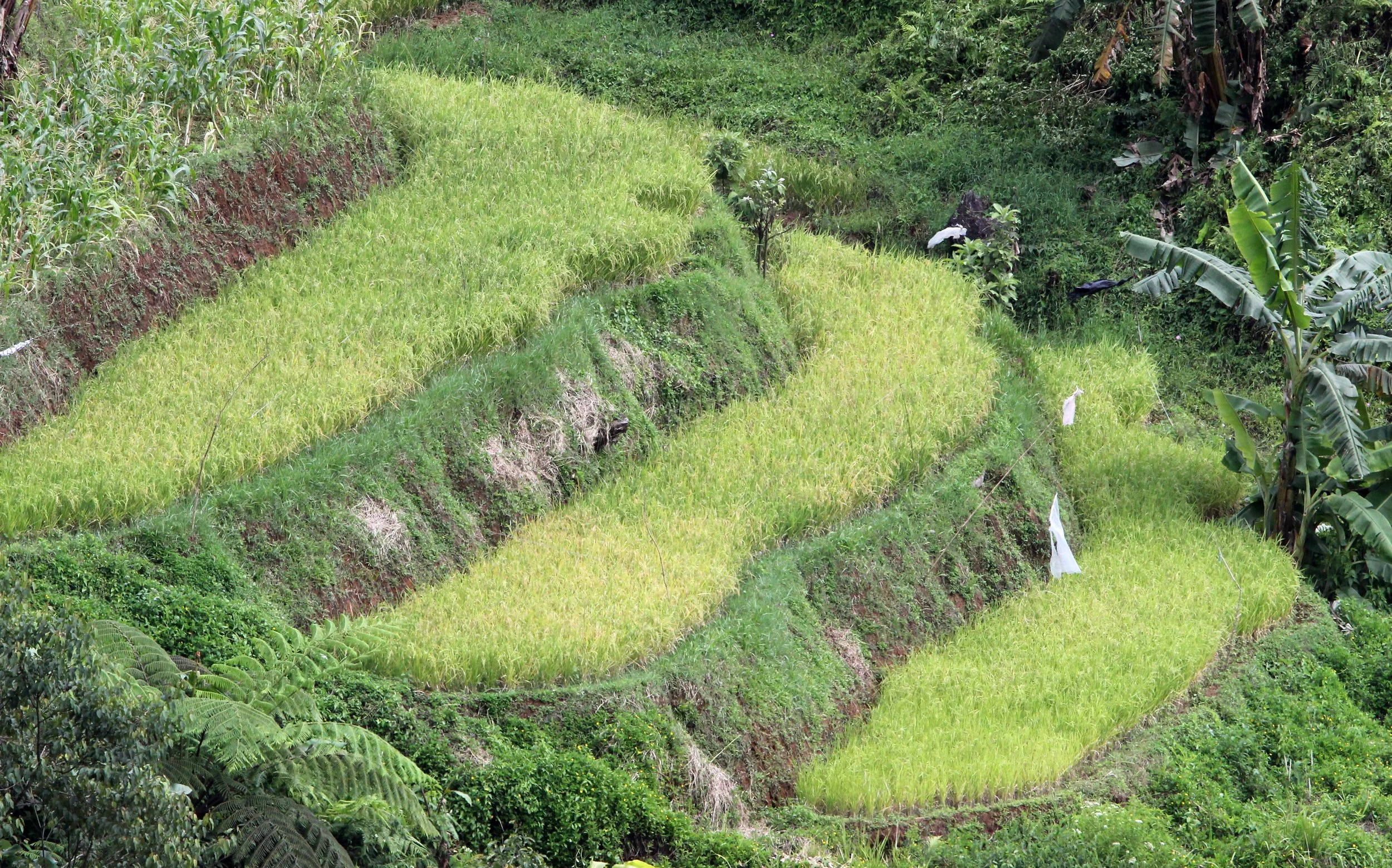 HALIMUN NATIONAL PARK JAVA BARAT INDONESIA (36).JPG