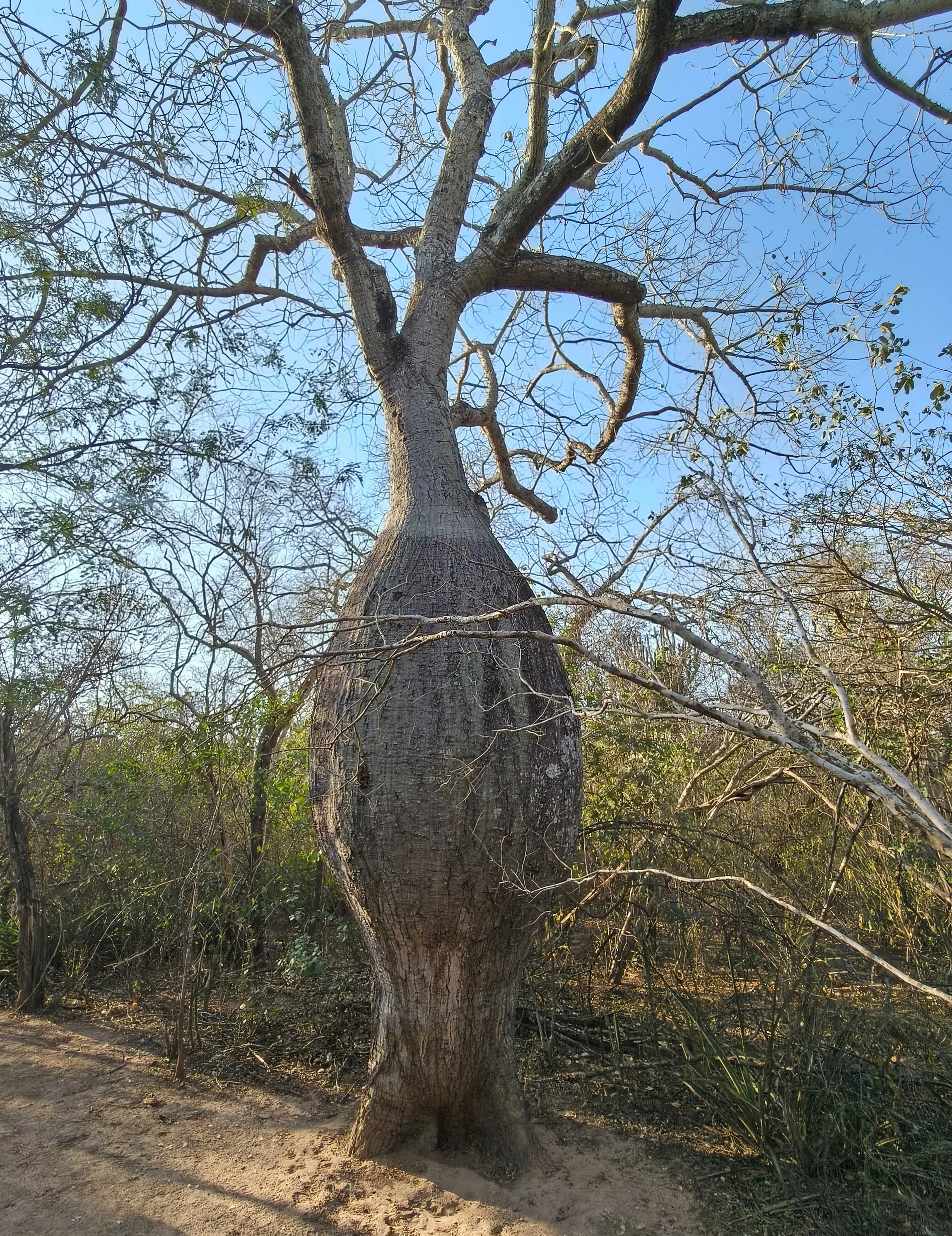 Ceiba chodatii