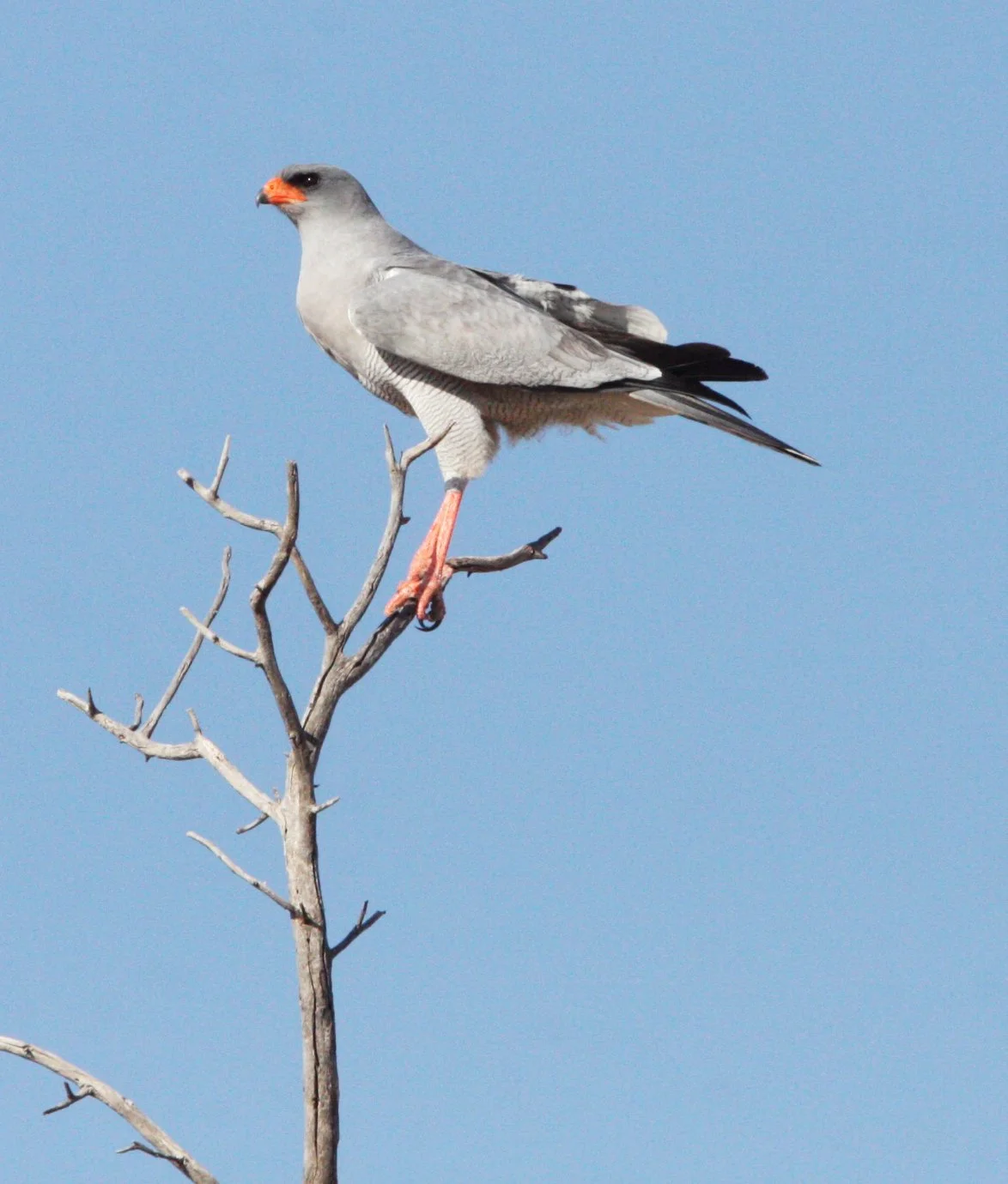 Melierax canorus - SOUTHERN PALE CHANTING GOSHAWK - KGALAGADI NATIONAL PARK SOUTH AFRICA (5).JPG