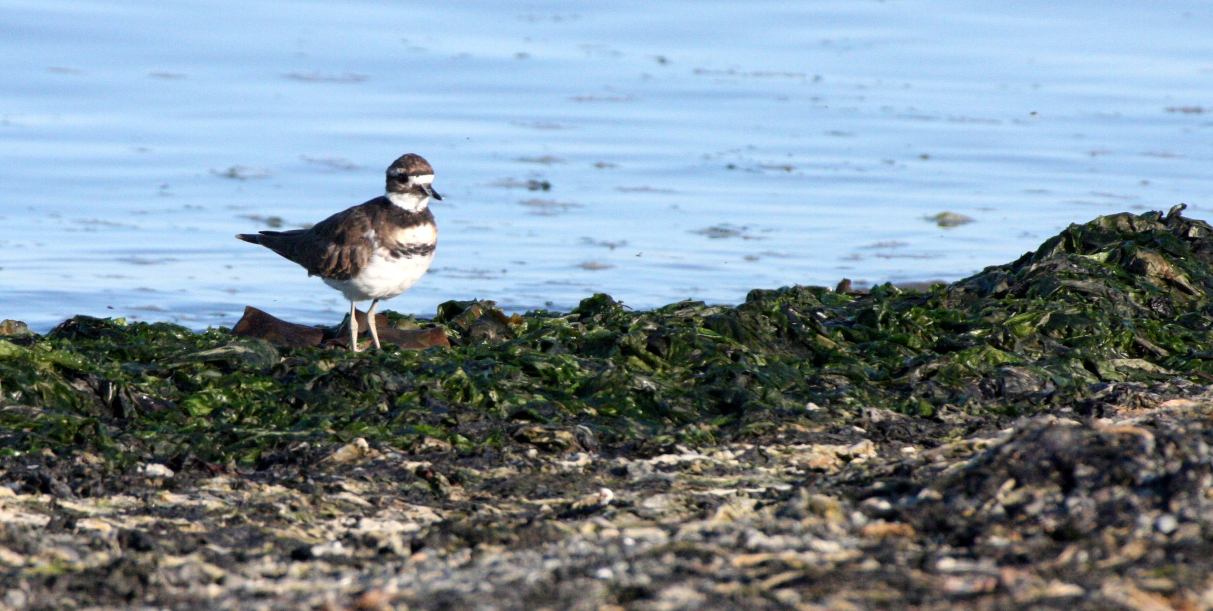 BIRD - KILLDEER - SEQUIM BAY WA (12).JPG