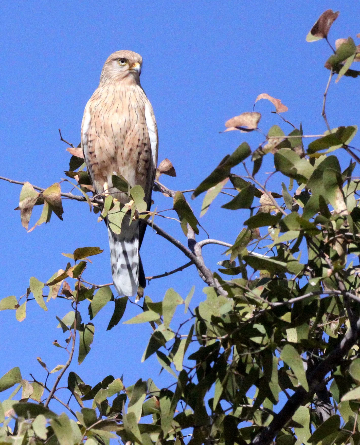 BIRD - KESTREL - GREATER KESTREL - ETOSHA NATIONAL PARK NAMIBIA.JPG