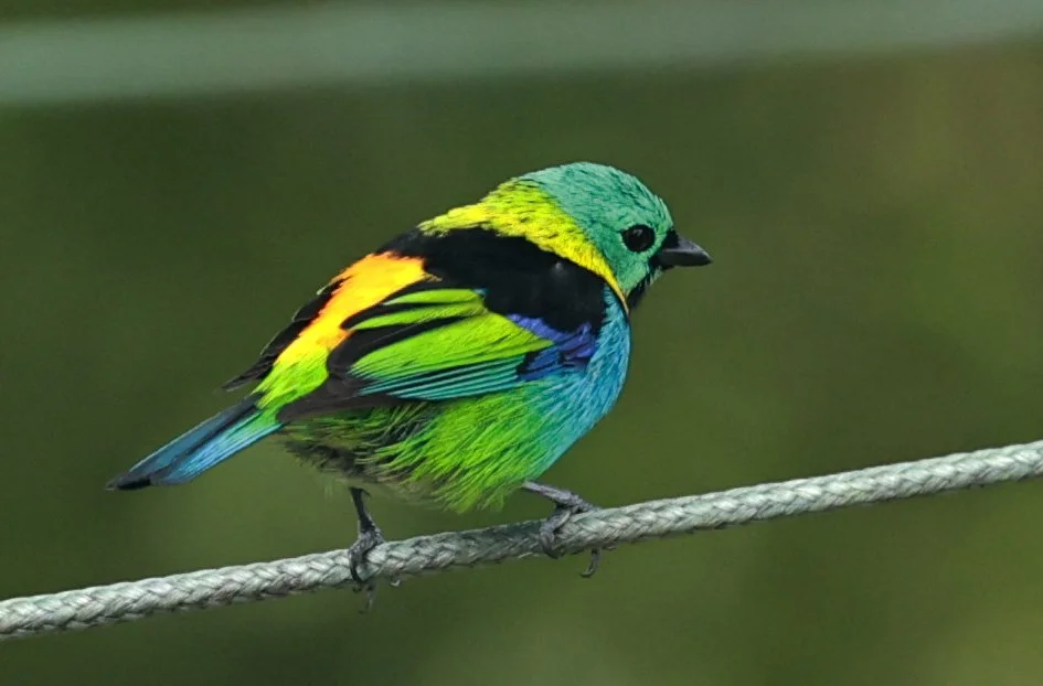 Green-headed Tanager (Tangara seledon)  Superagui National Park, Brazil (191).jpg