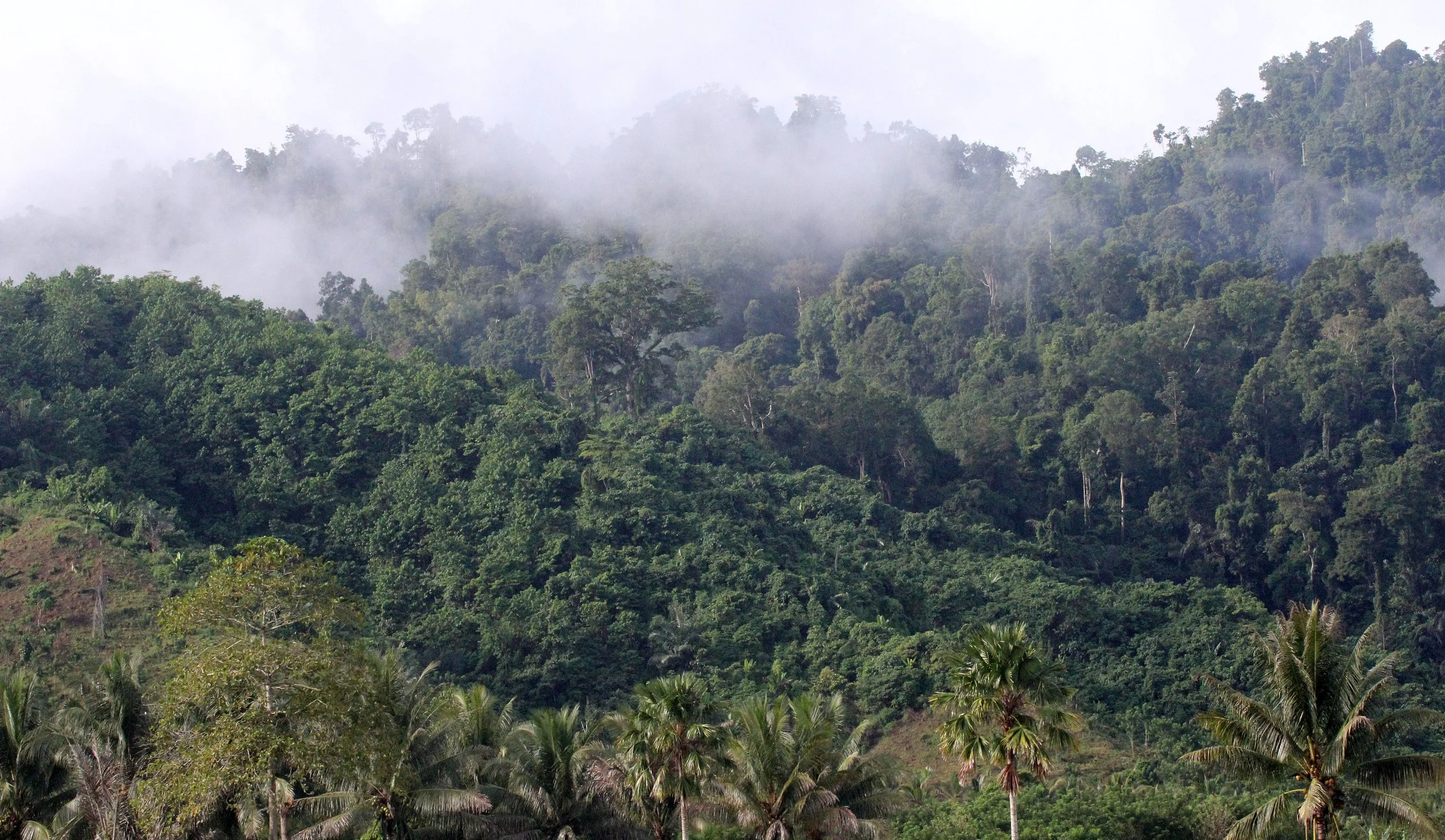 NANTU NATIONAL NATURE RESERVE - SULAWESI INDONESIA (19).JPG