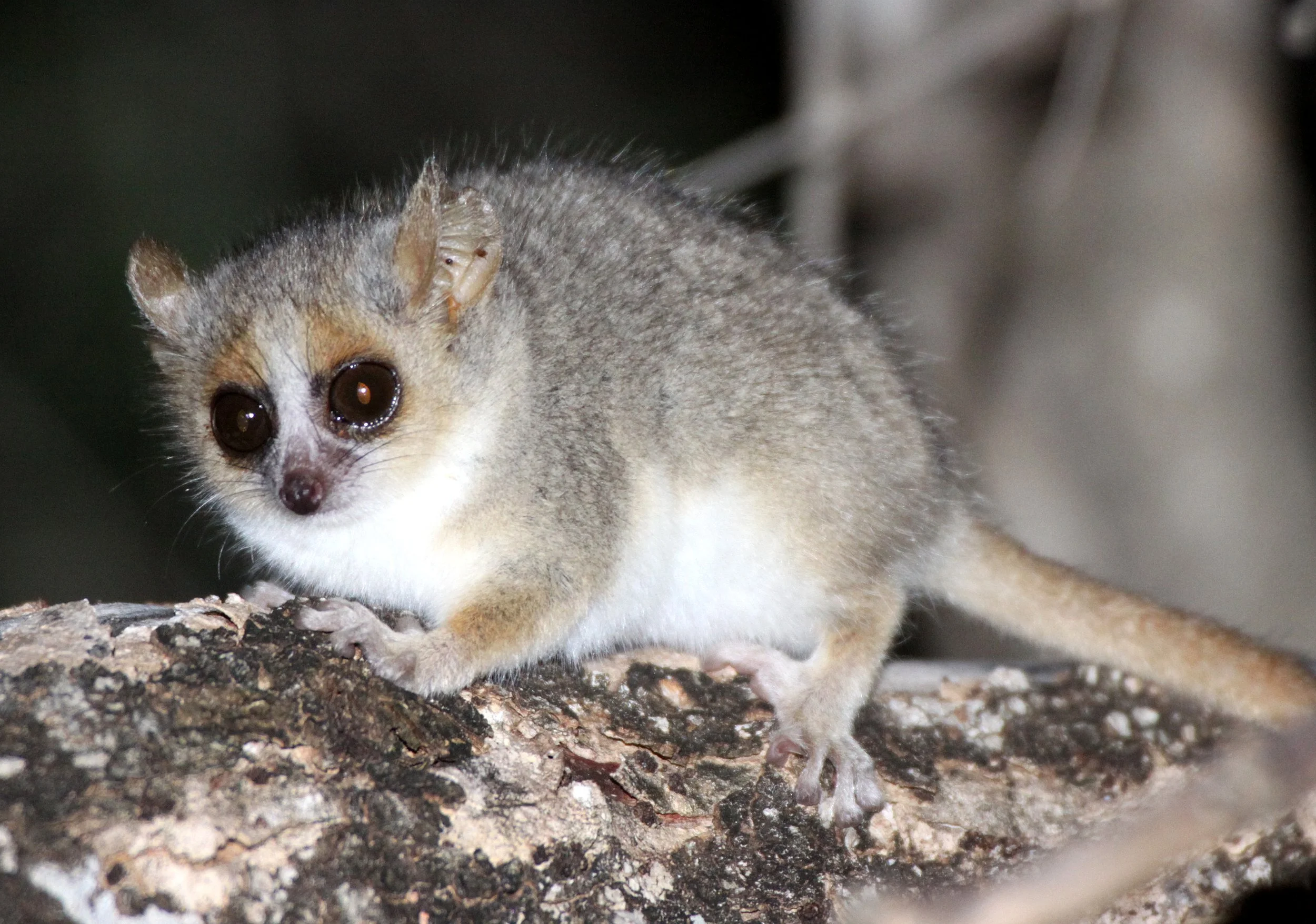 CHEIROGALEIDAE - Microcebus griseorufus - GREY-BROWN MOUSE LEMUR - BERENTY RESERVE MADAGASCAR (36).JPG