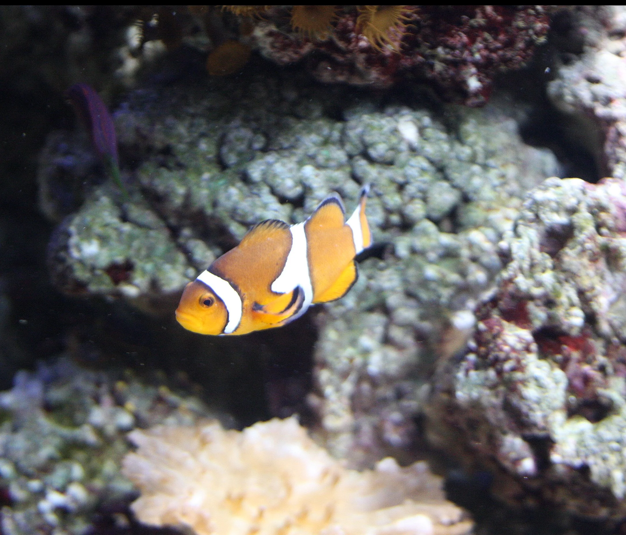 2009-10-26 FISH - TROPICAL FISH AT SABAI (7).jpg