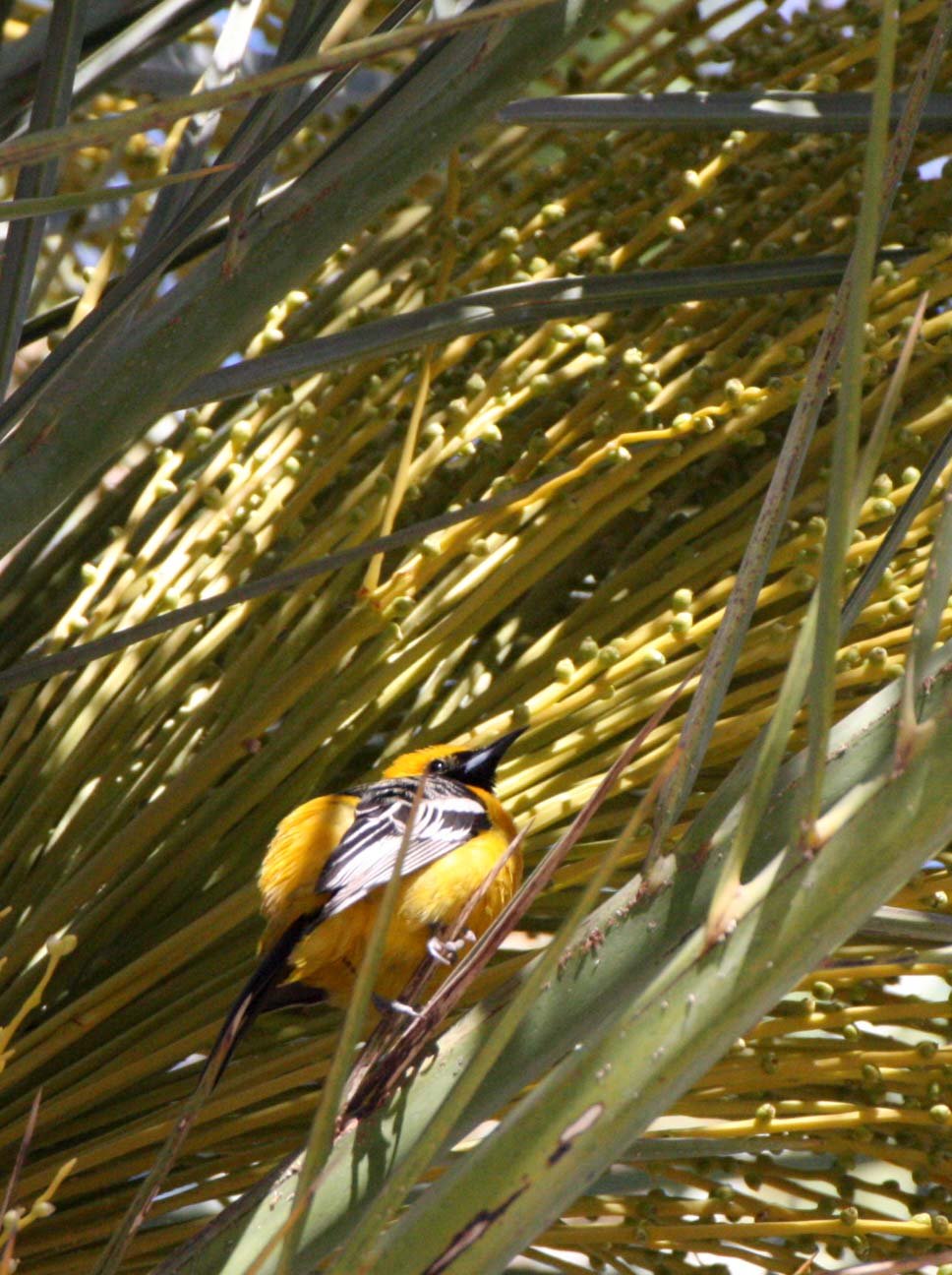Hooded Oriole (Icterus cucullatus) Loreto Baja Mexico (21).JPG