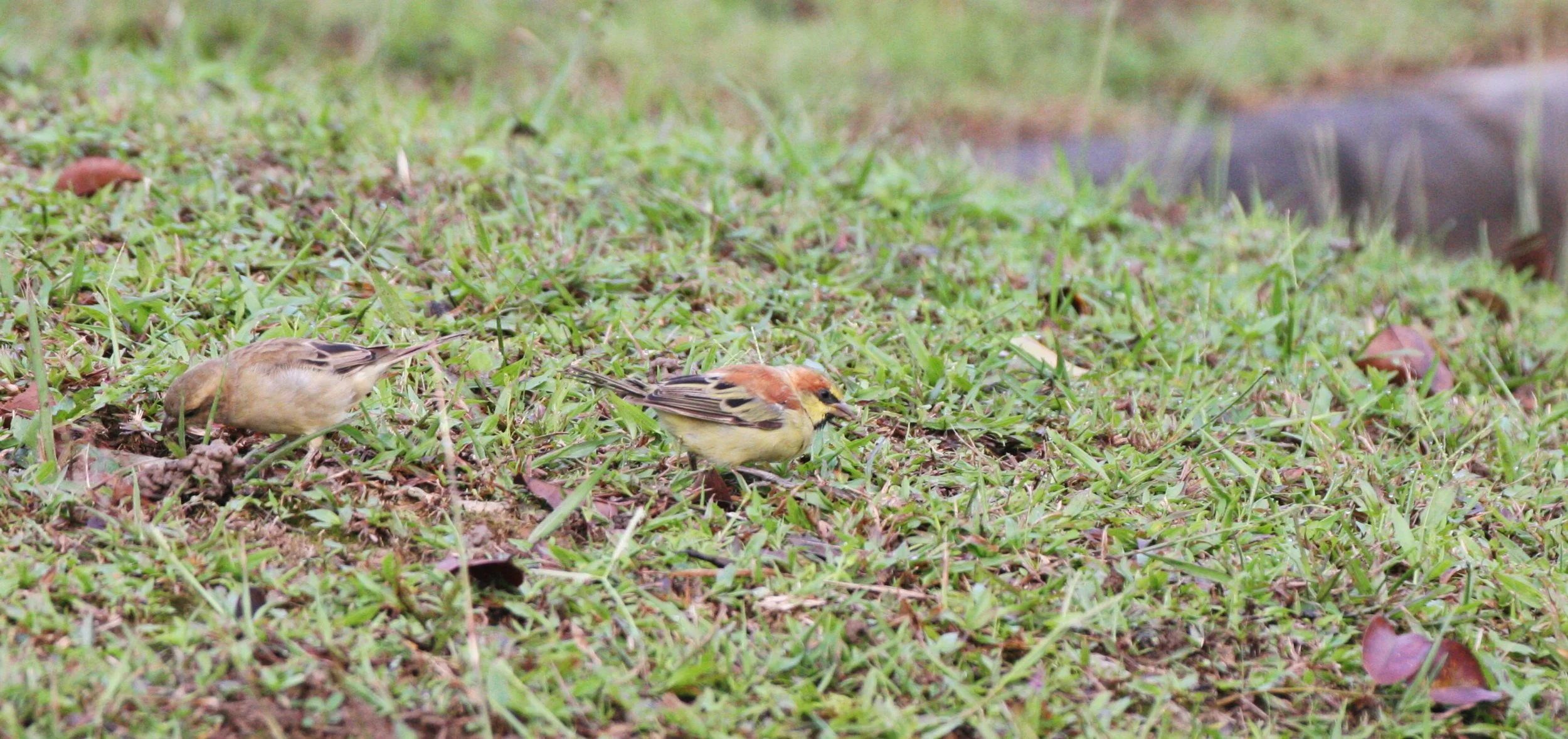 Plain-backed Sparrow (Passer flaveolus) Khao Yai NP Thailand (4).JPG